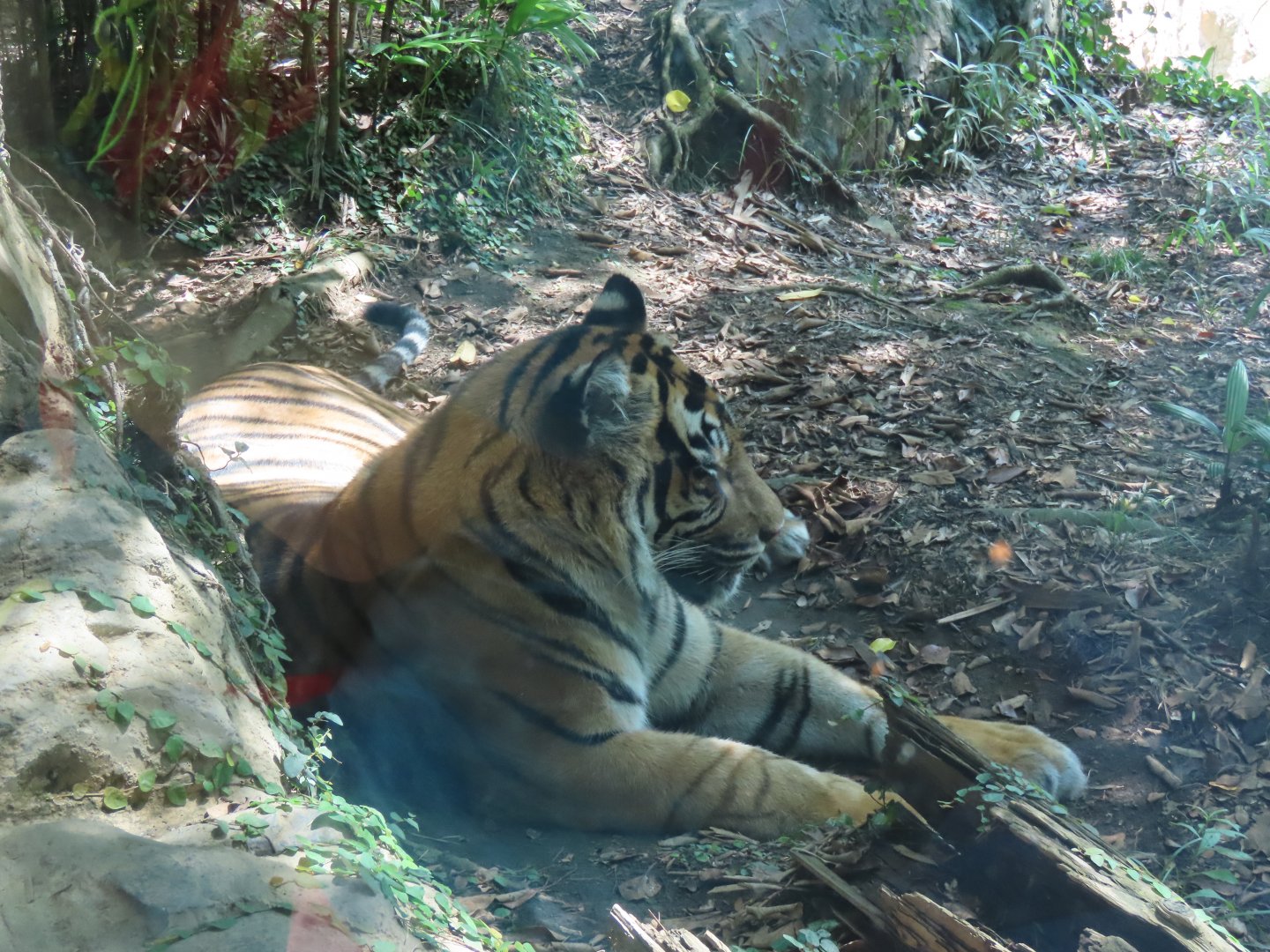 Sumatran tiger