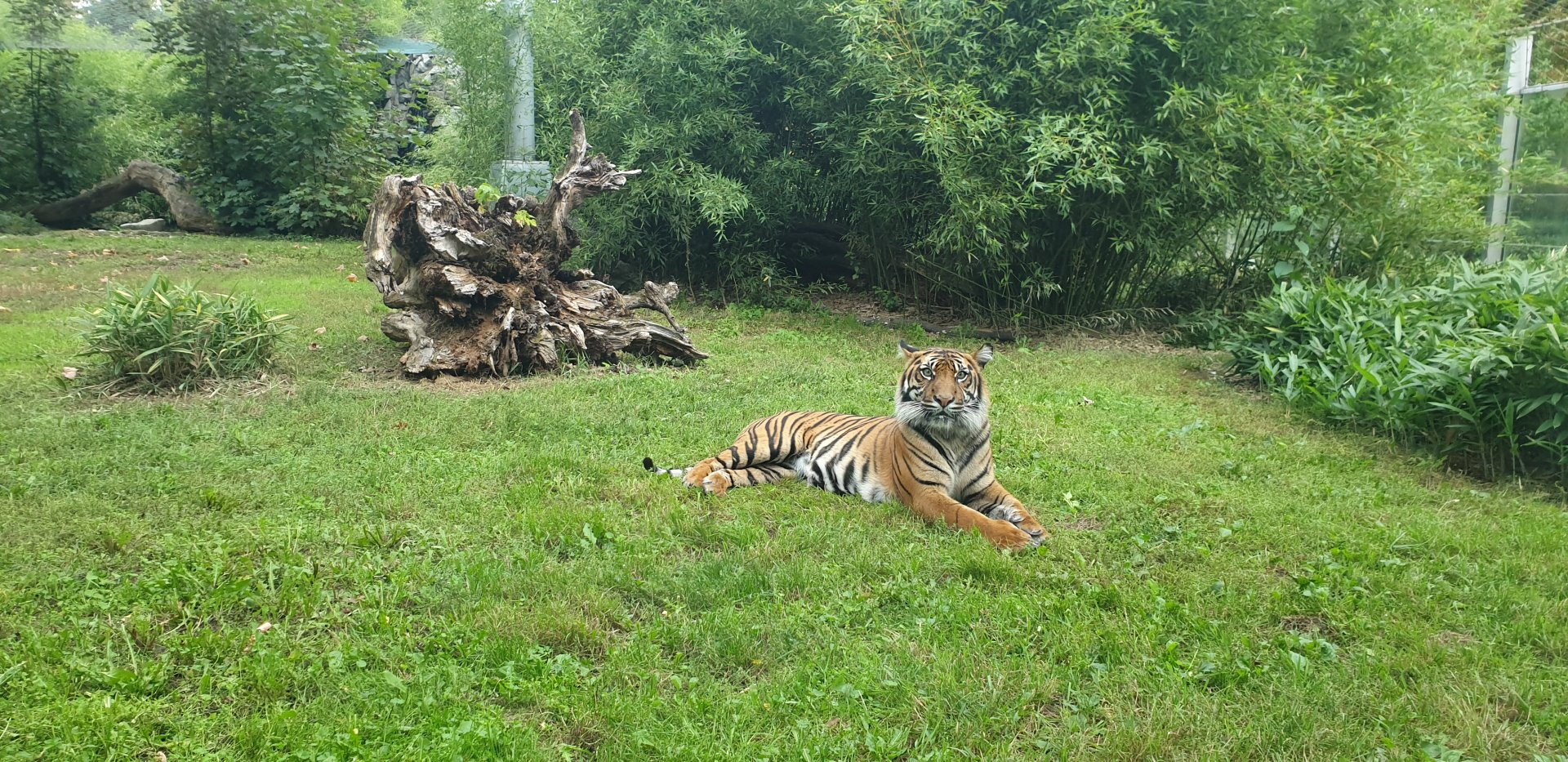 Sumatran Tiger