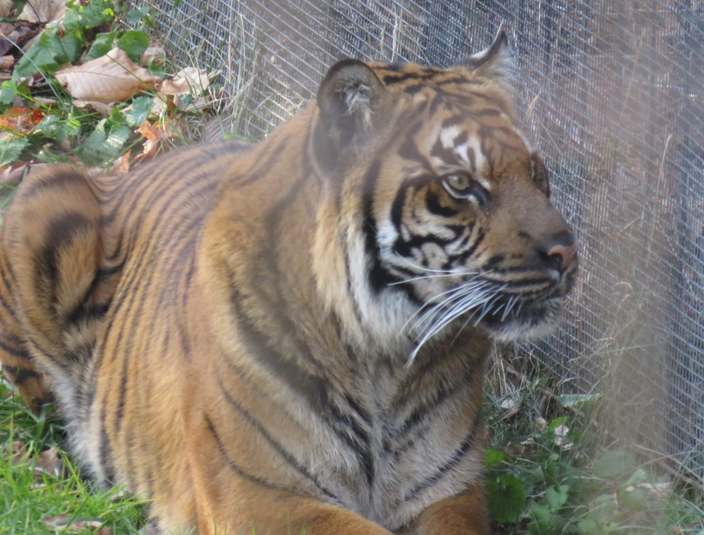 Sumatran tiger