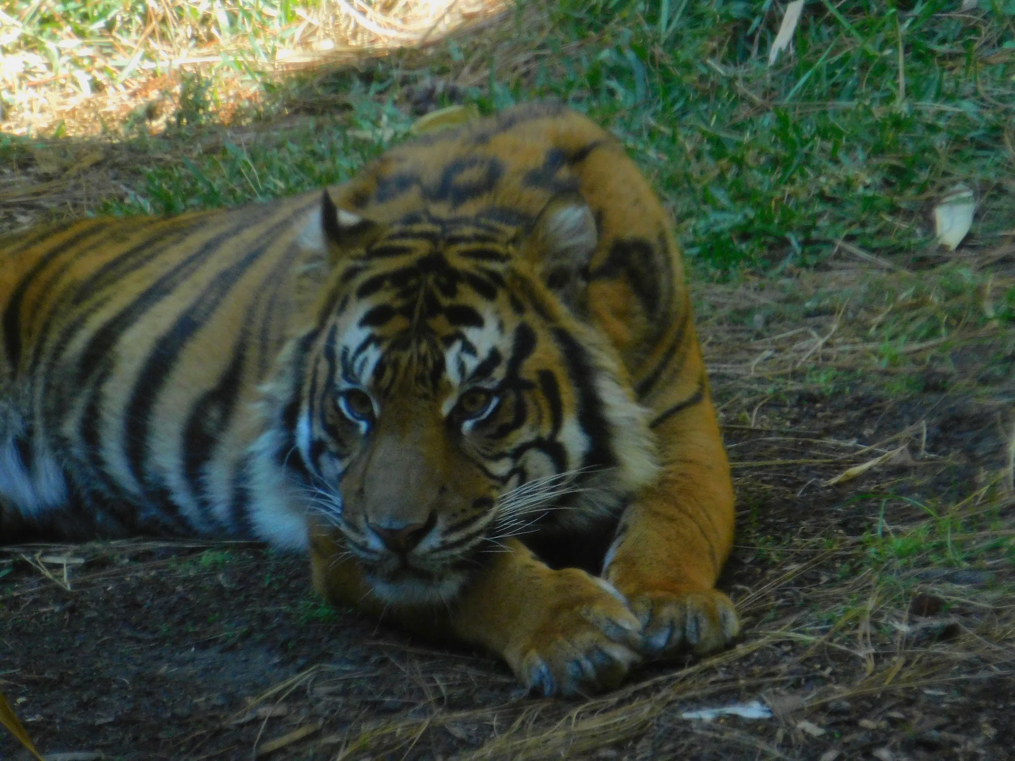 Sumatran Tiger