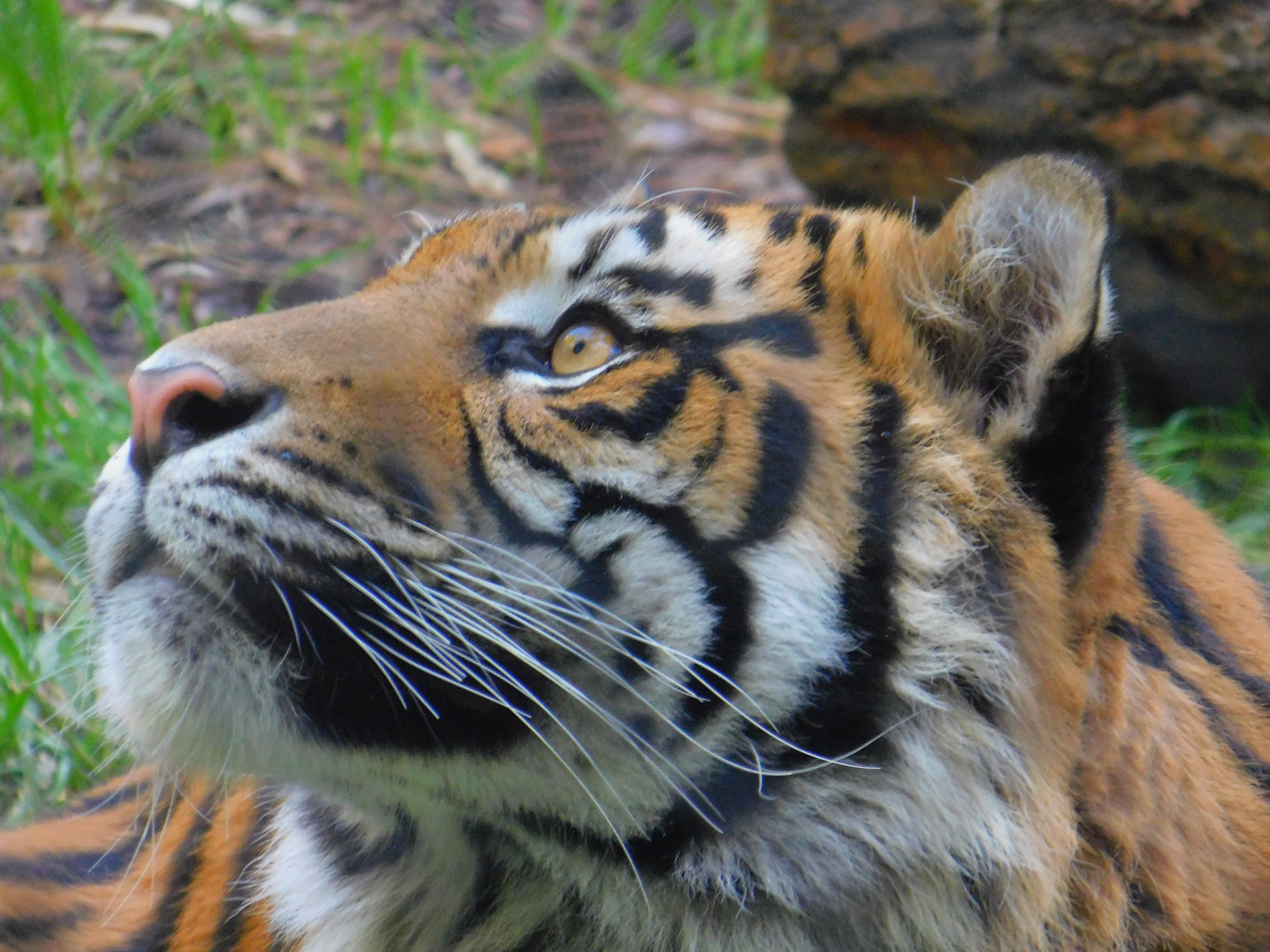 Sumatran Tiger