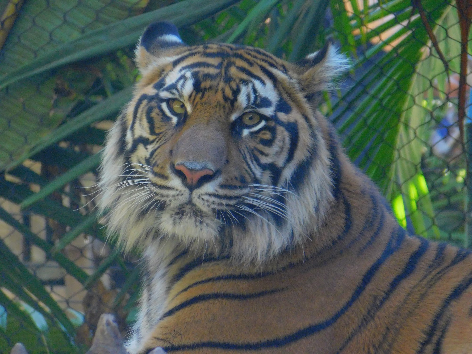 Sumatran Tiger