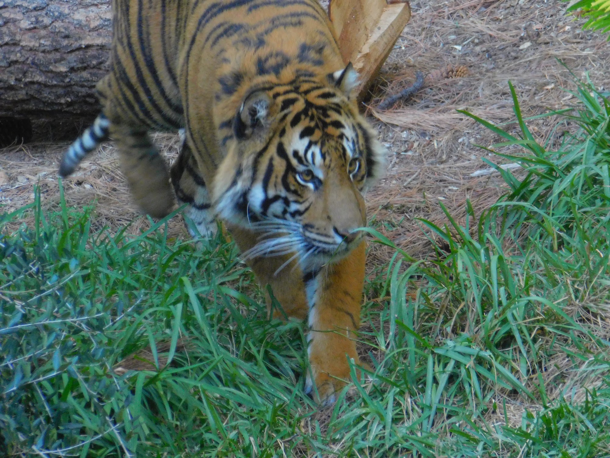 Sumatran Tiger