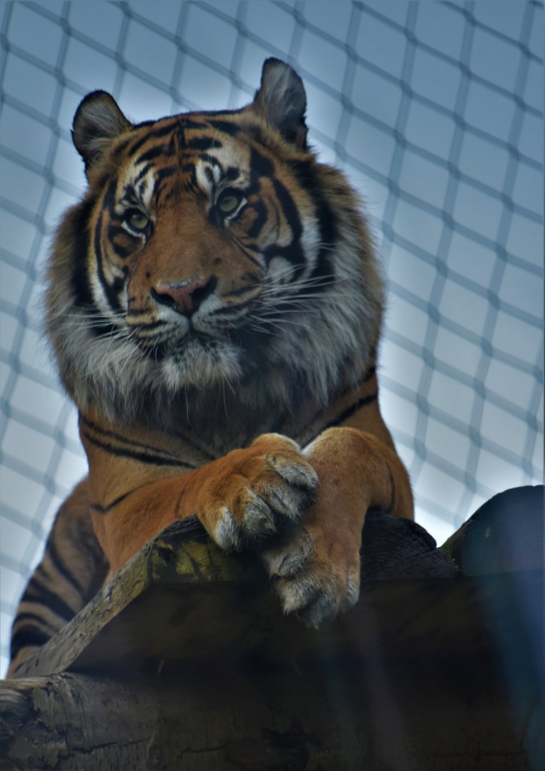 Sumatran tiger