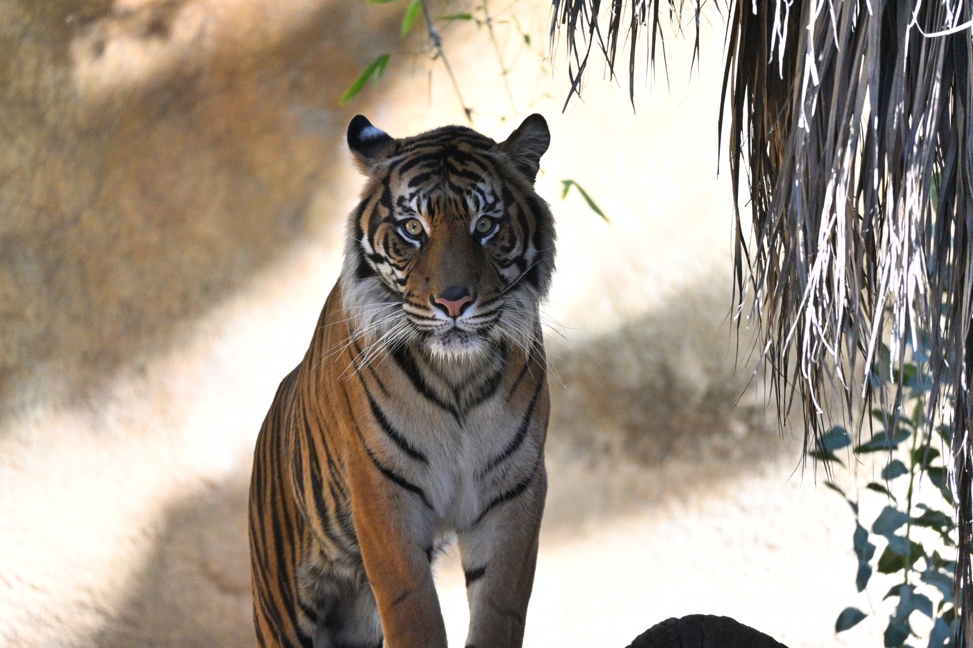 Sumatran Tiger
