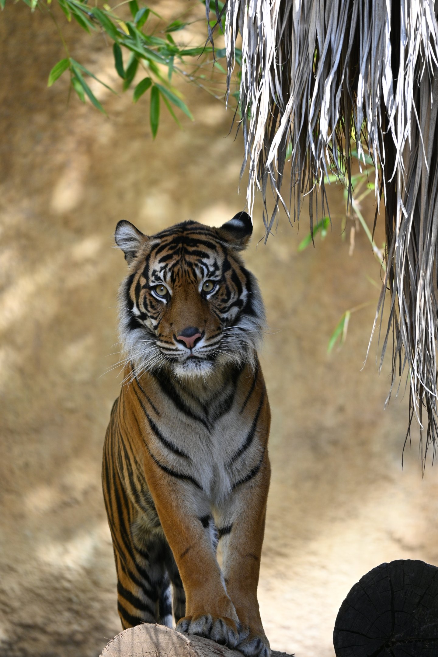 Sumatran Tiger