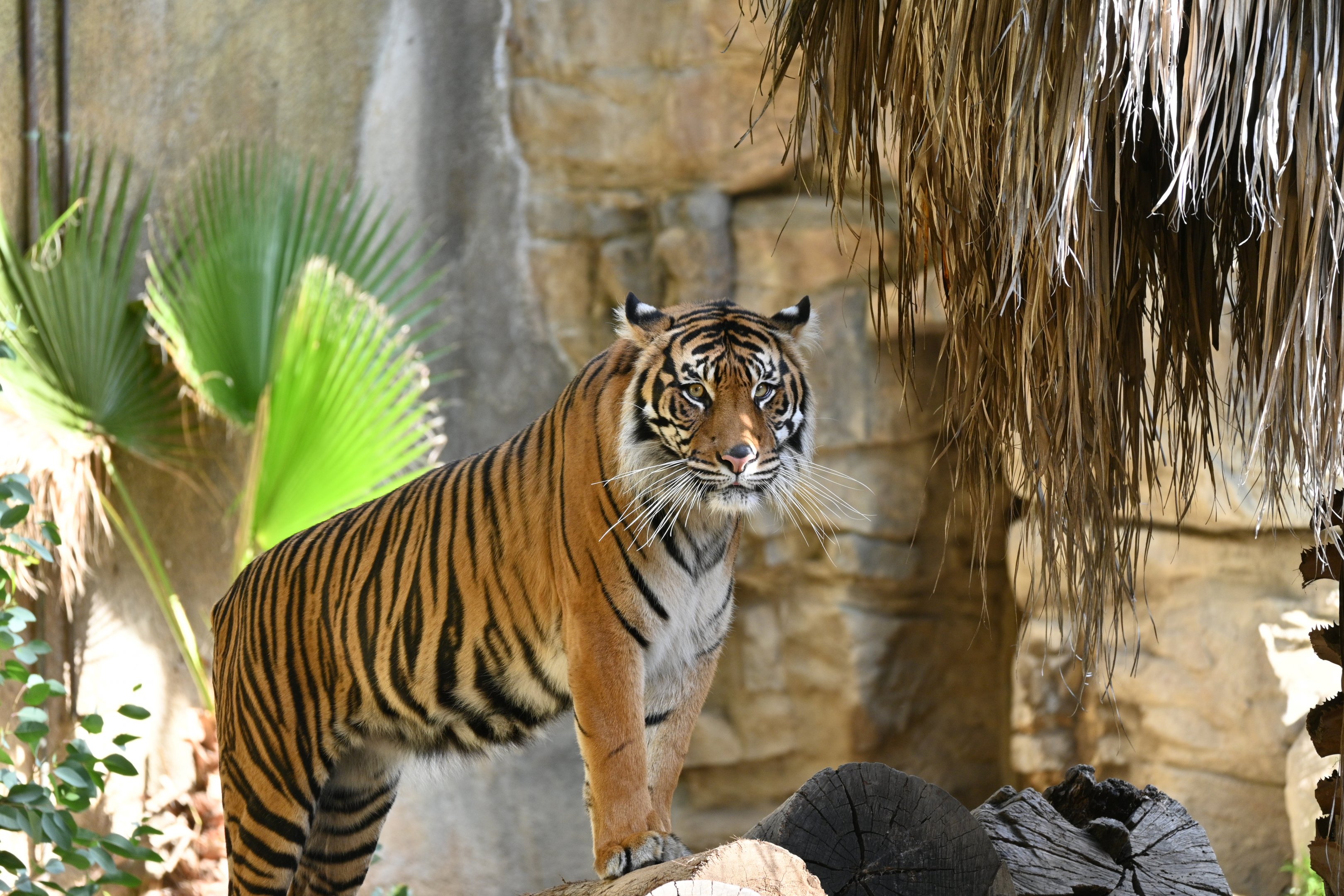 Sumatran Tiger