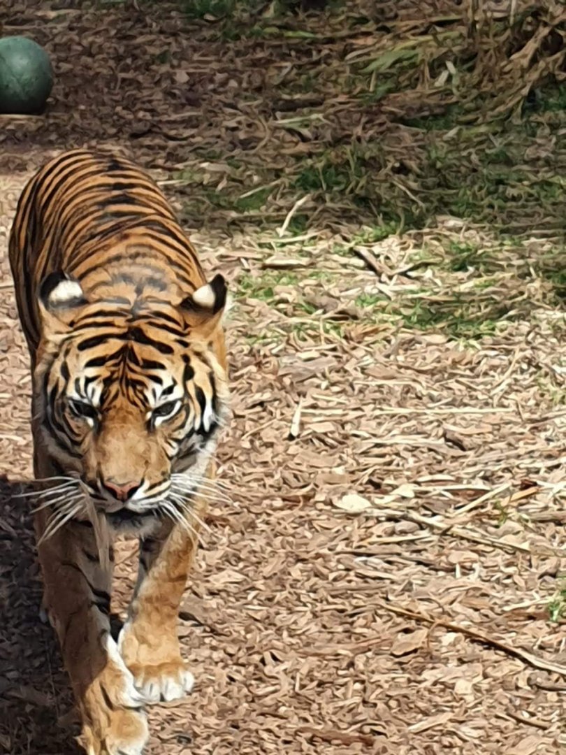 Sumatran Tiger
