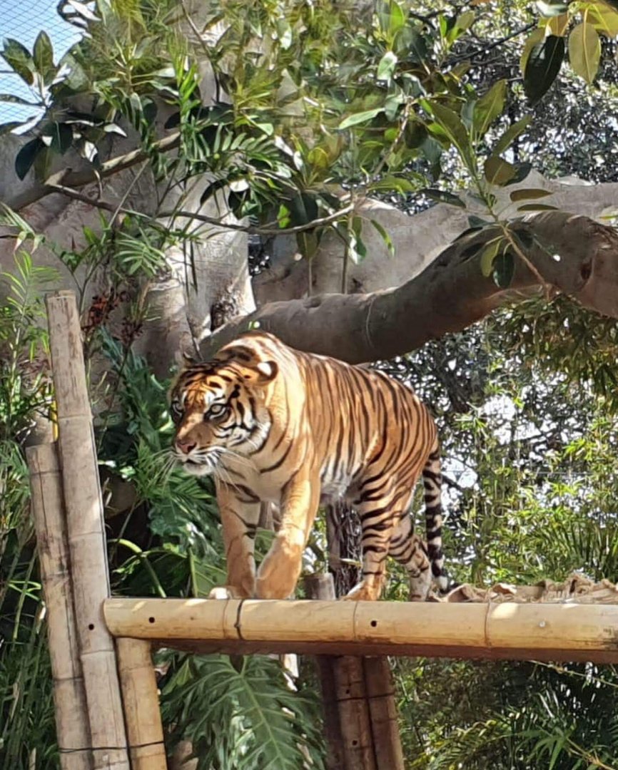 Sumatran Tiger