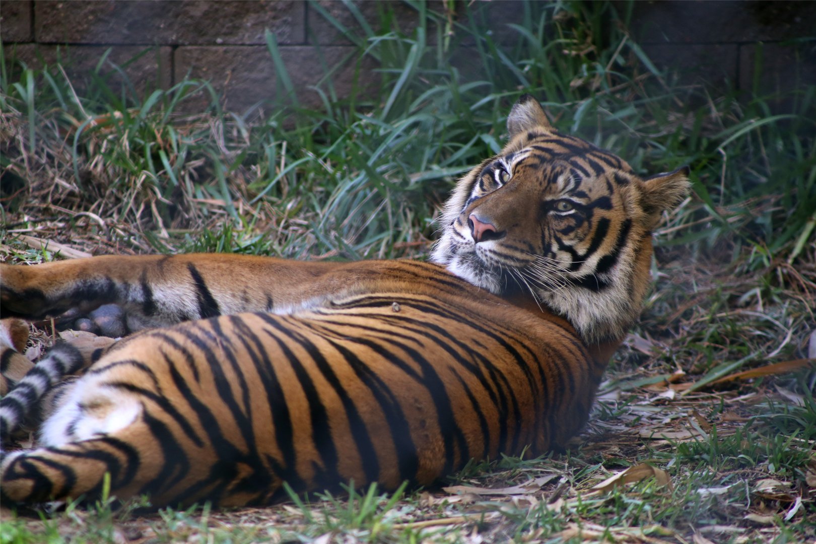 Sumatran tiger