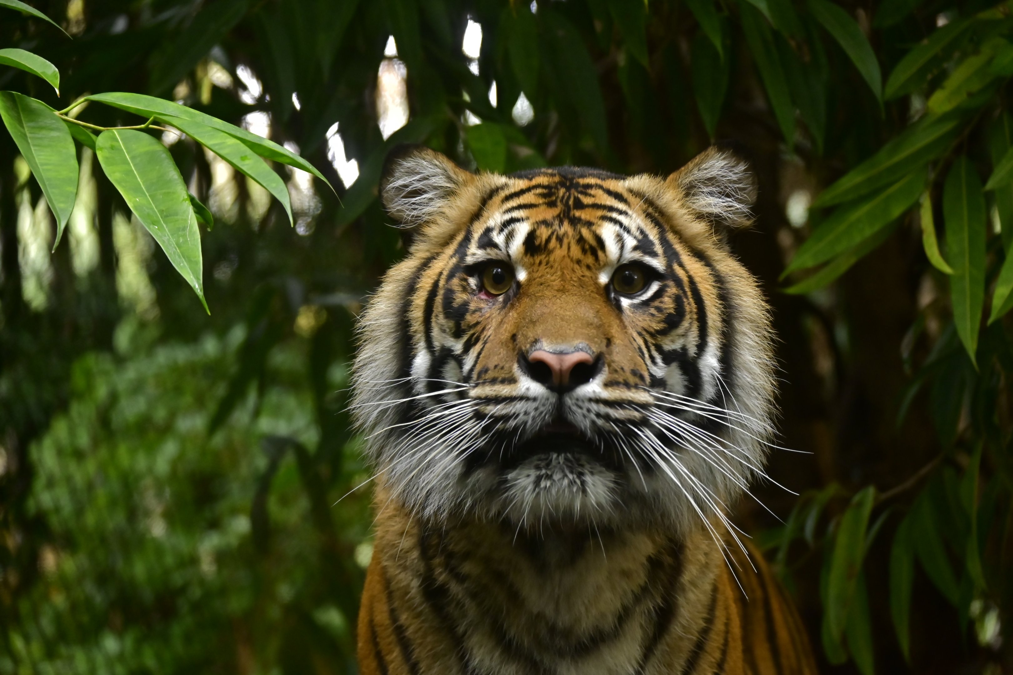 Sumatran Tiger