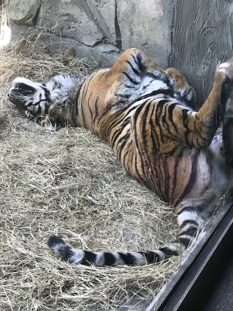 Sumatran tiger