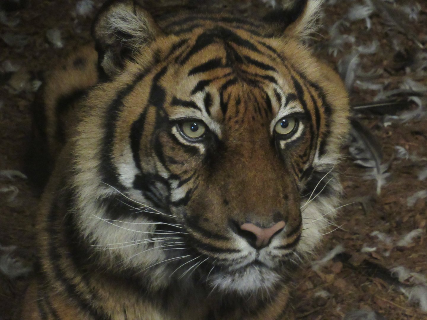 Sumatran Tiger