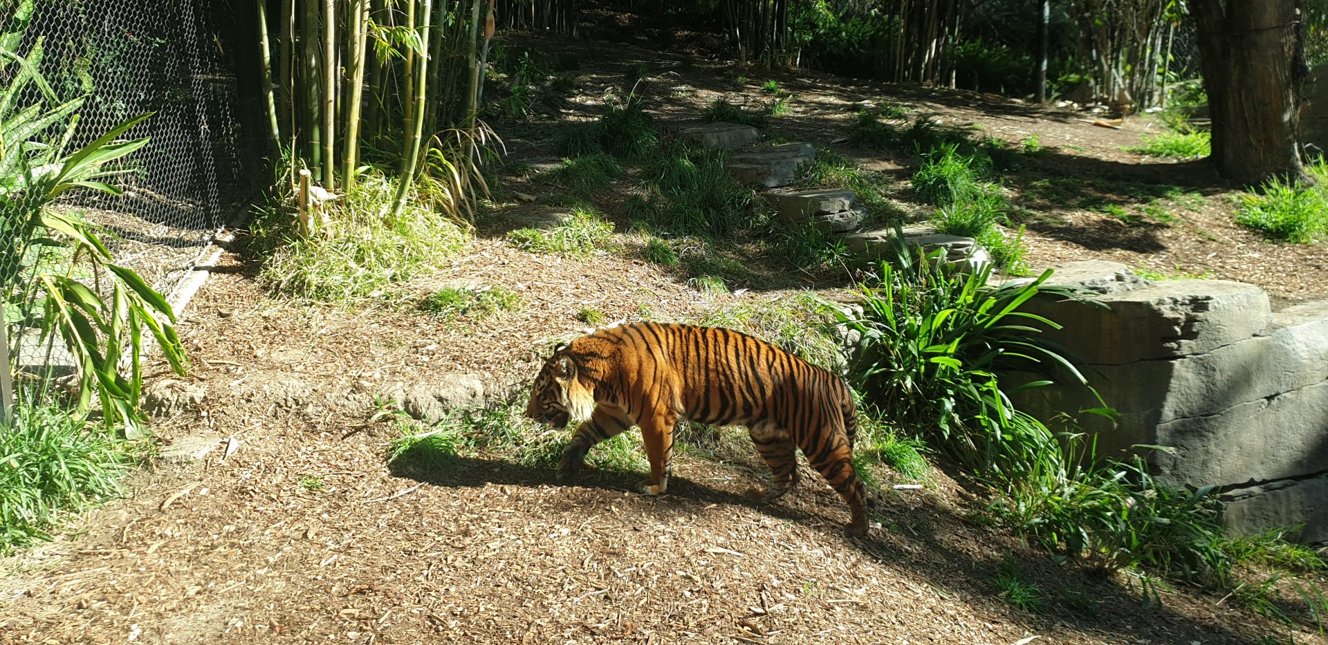 Sumatran Tiger