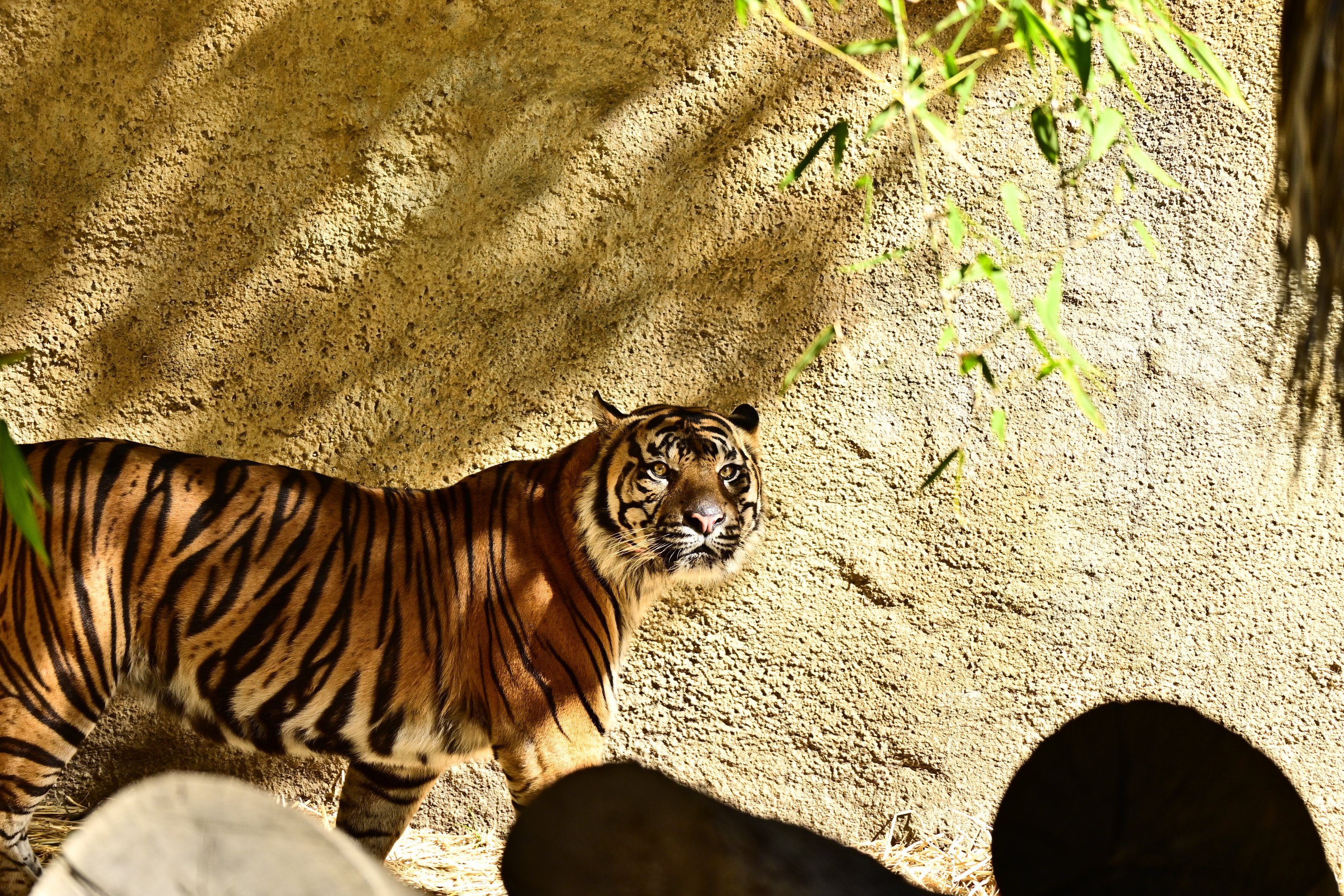 Sumatran Tiger