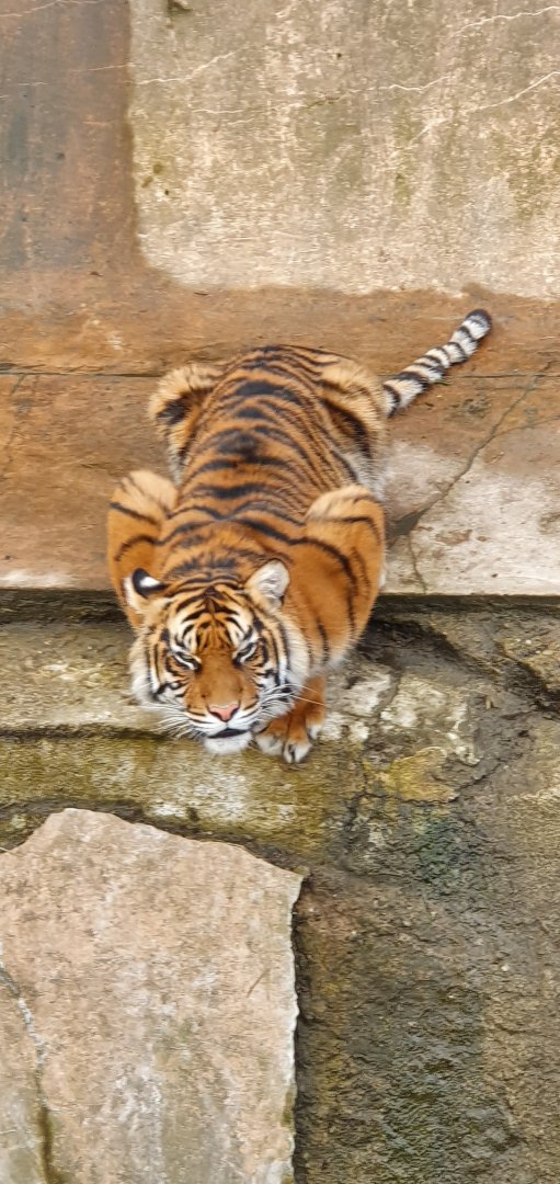 Sumatran tiger