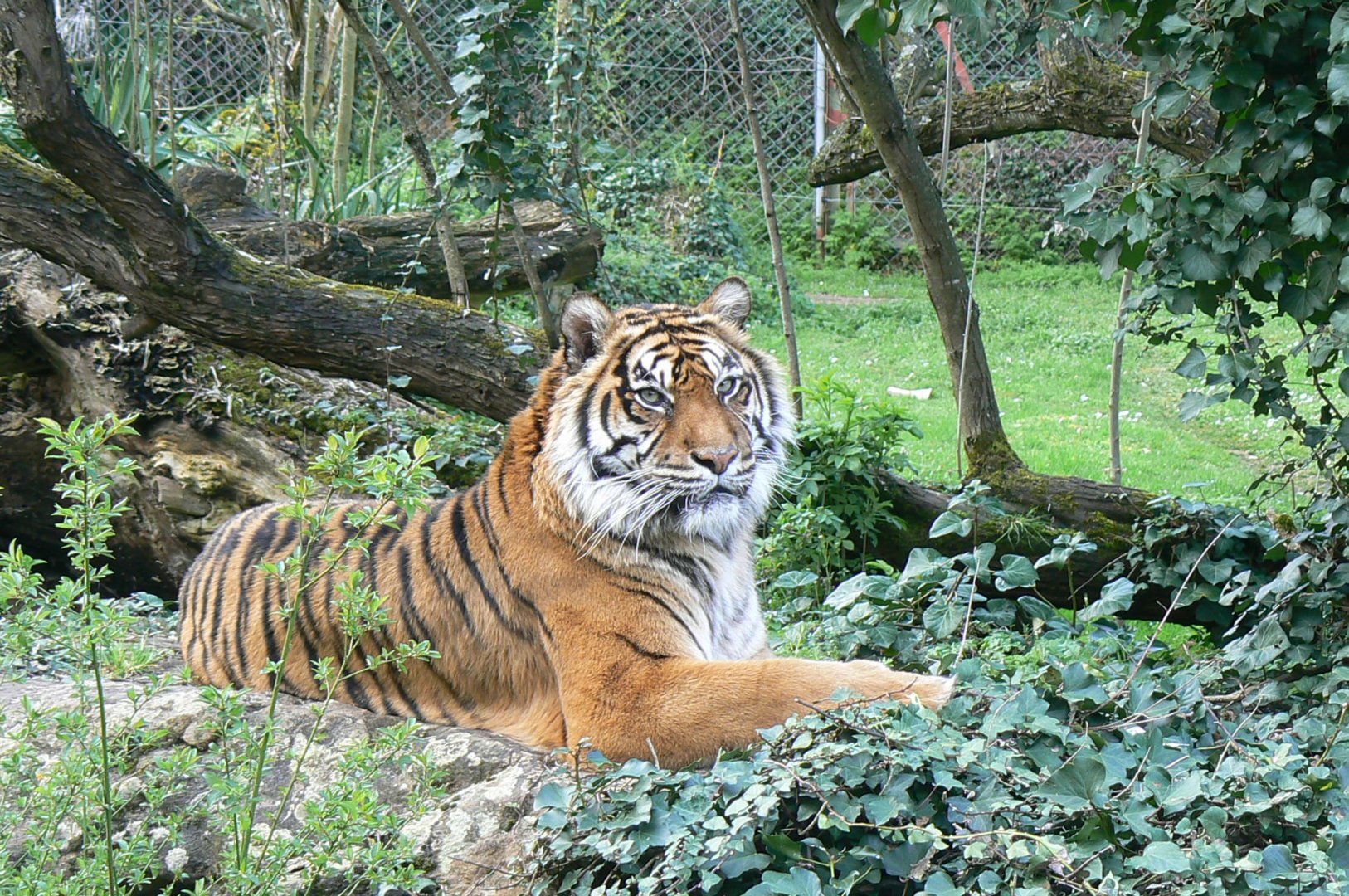 Sumatran tiger