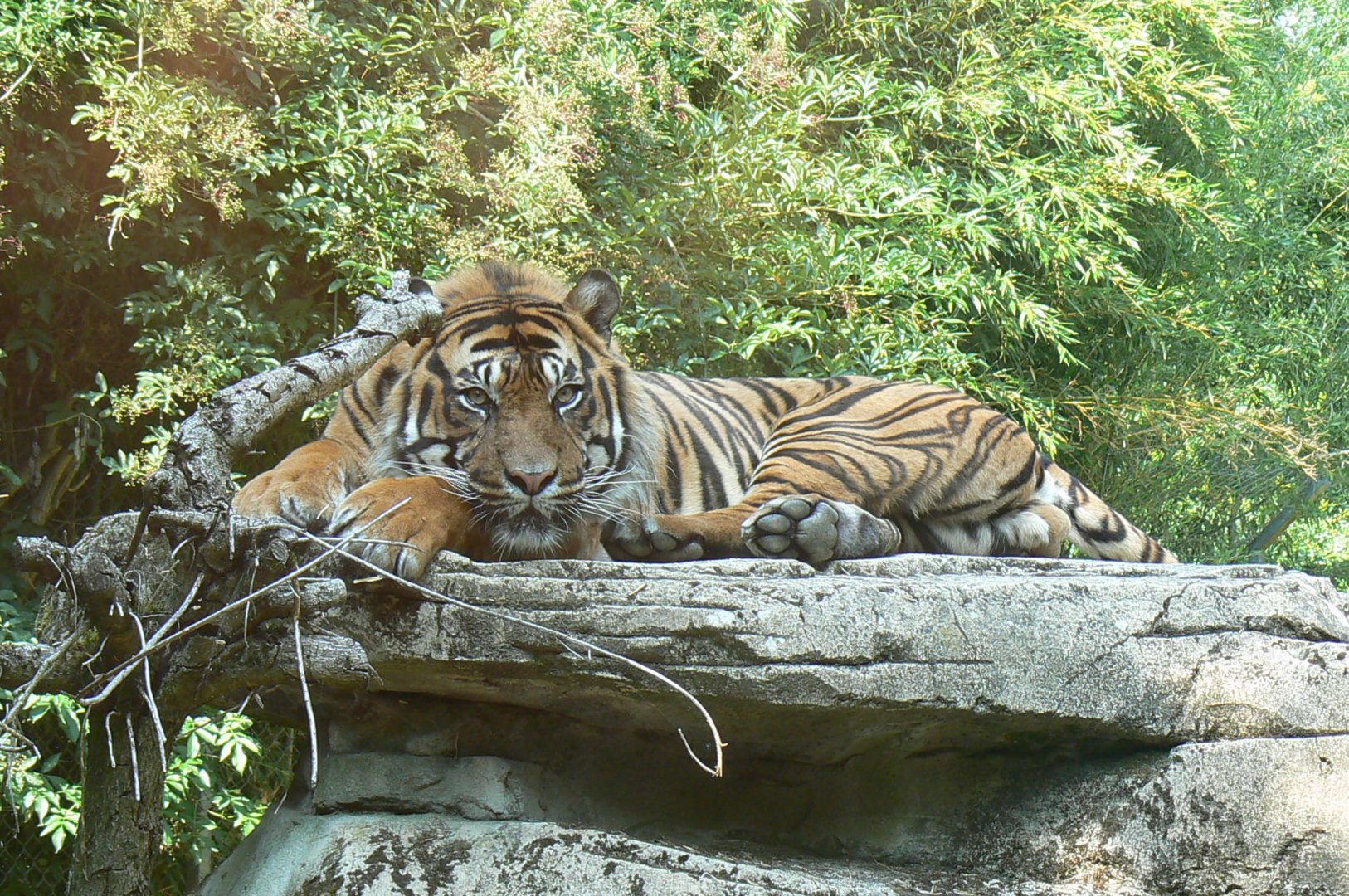 Sumatran tiger