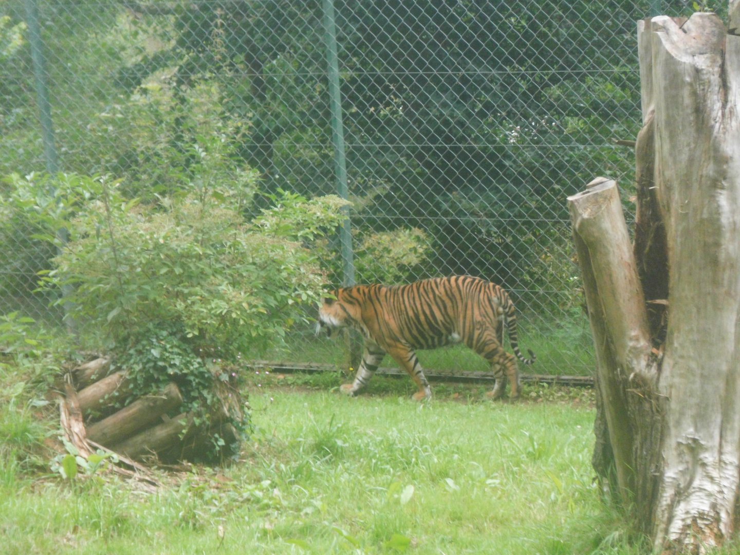 Sumatran Tiger