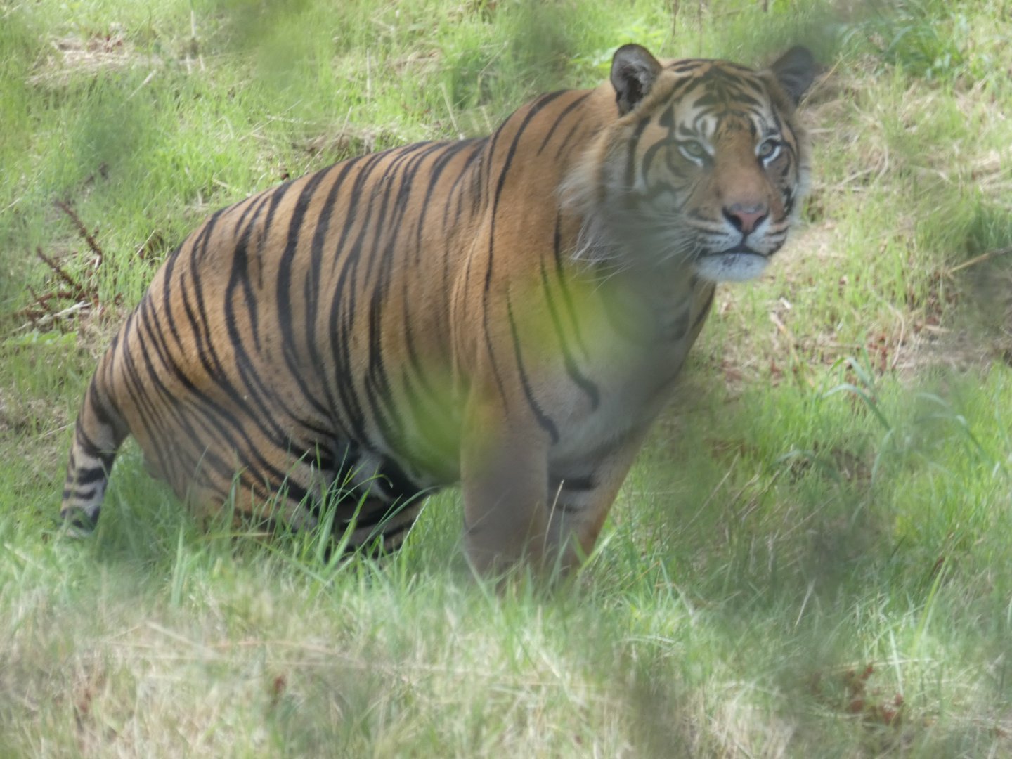 Sumatran Tiger