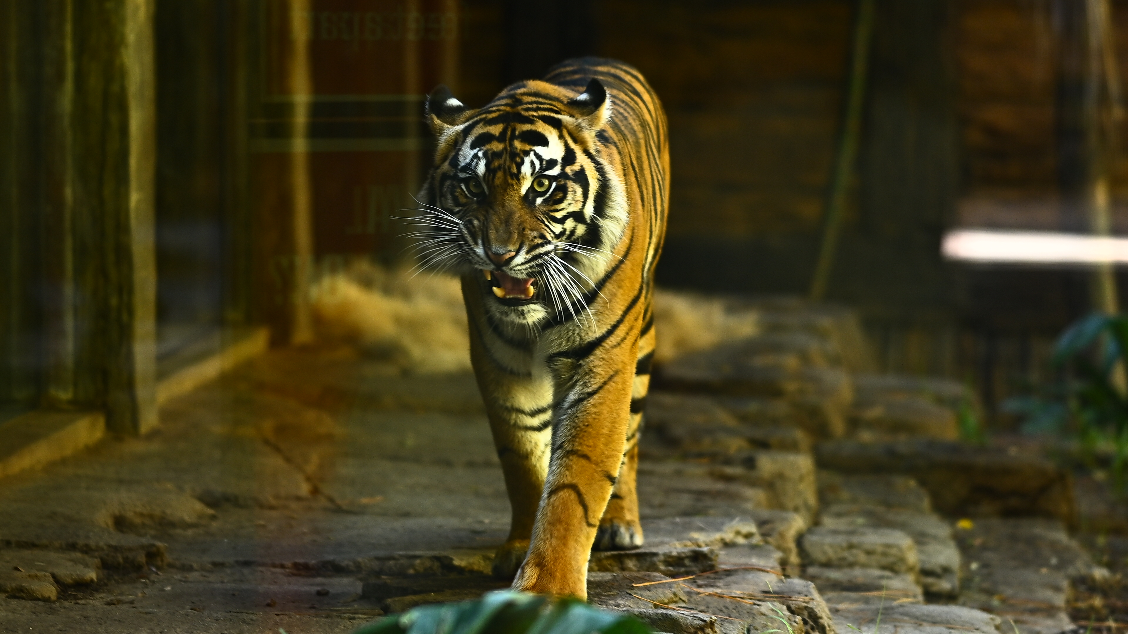 Sumatran Tiger