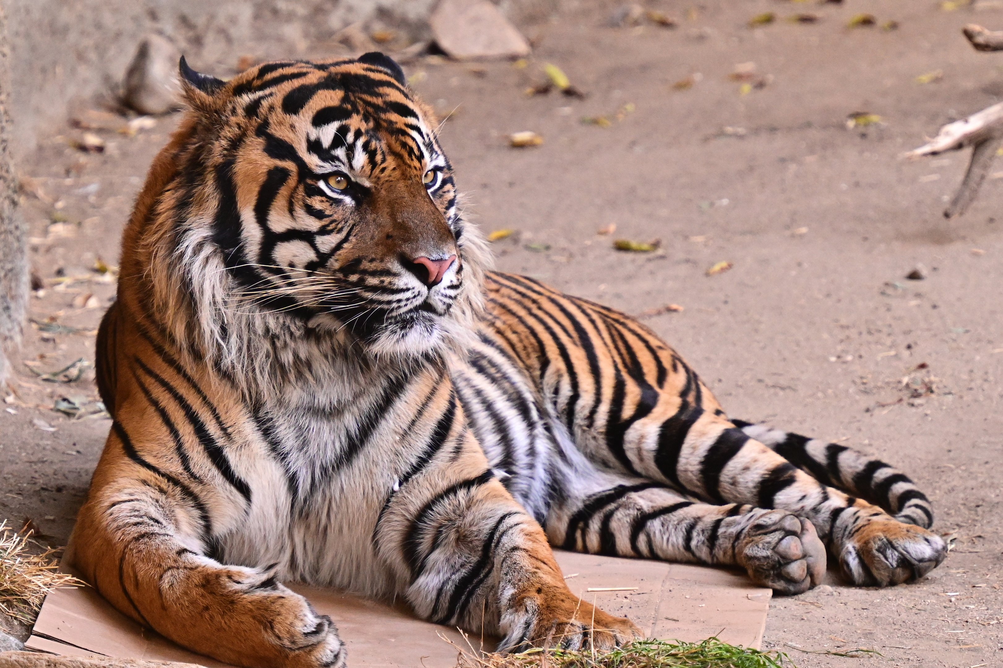 Sumatran Tiger