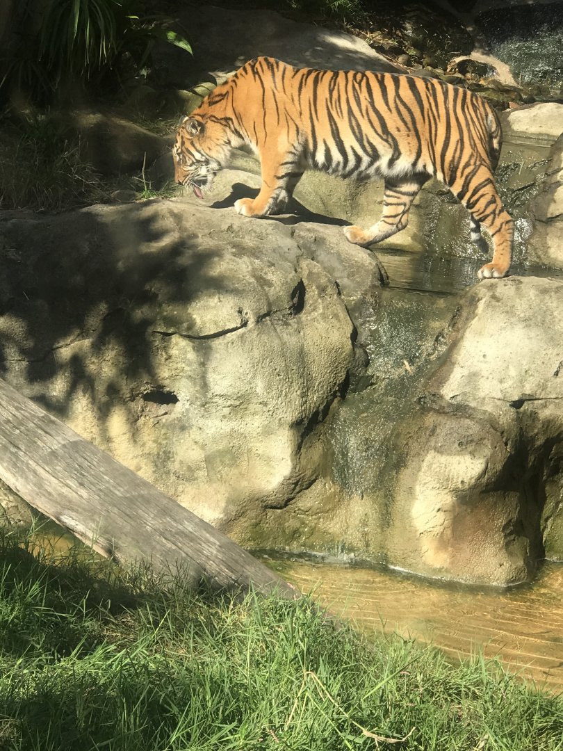 Sumatran Tiger