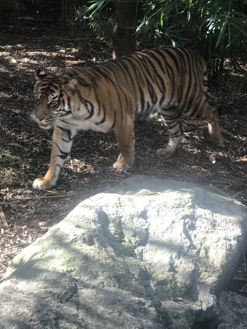Sumatran Tiger