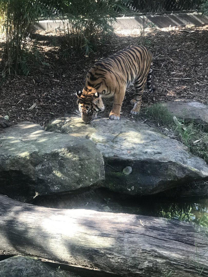 Sumatran Tiger