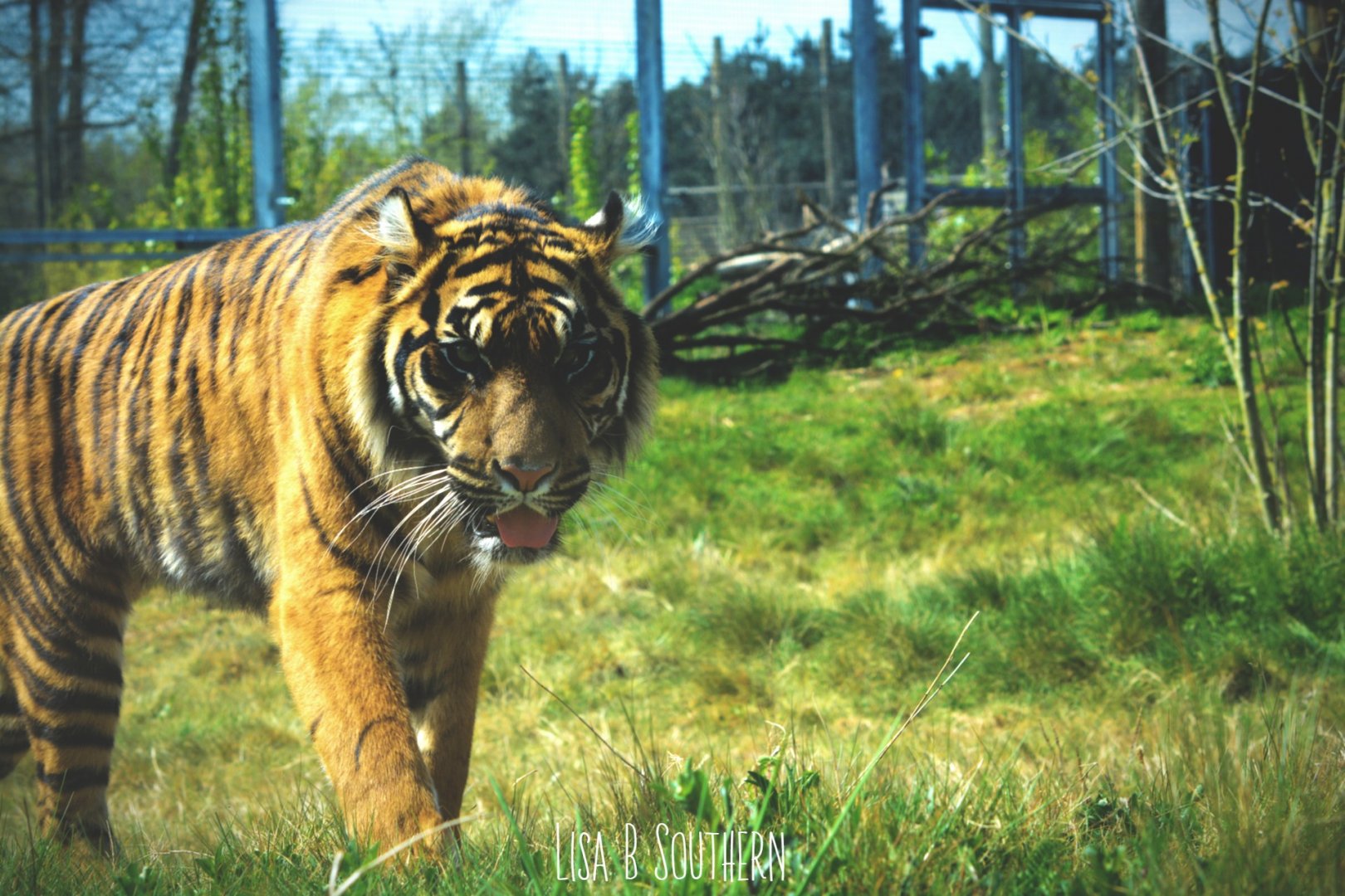.:Sumatran Tiger:.