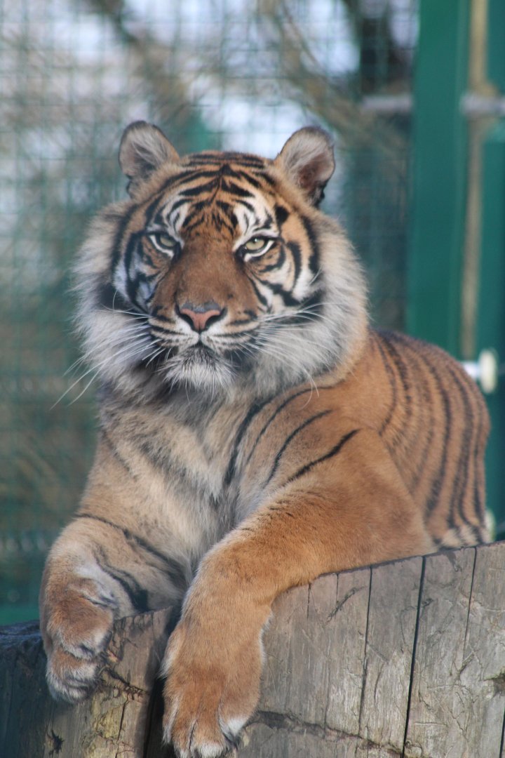 Sumatran tiger