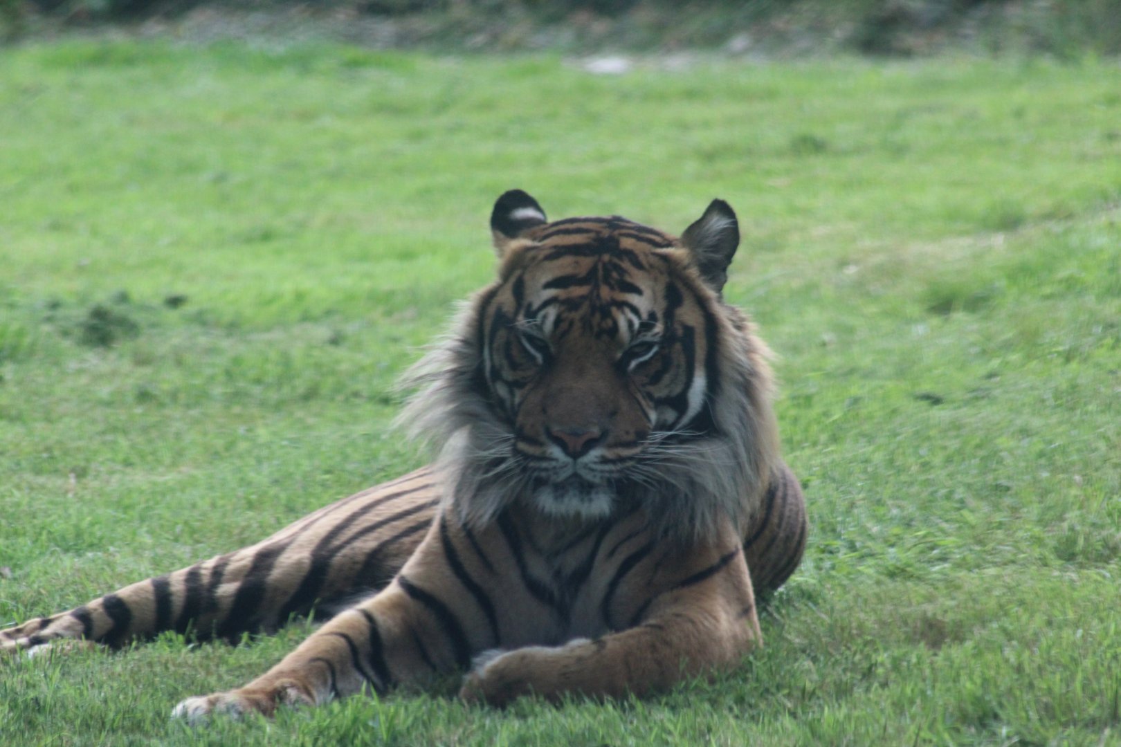Sumatran tiger