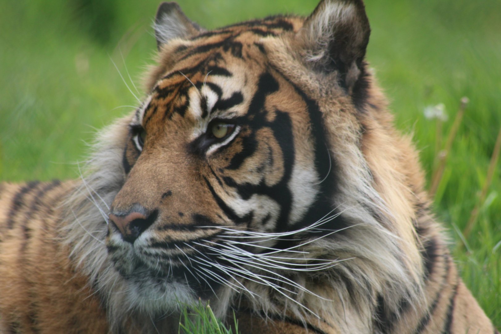 Sumatran tiger
