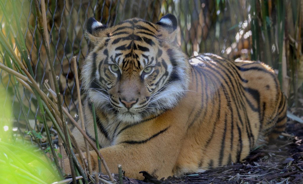 Sumatran Tiger