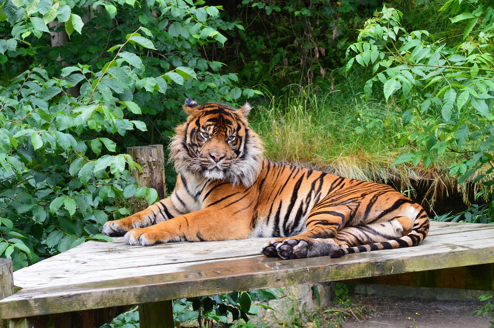 Sumatran tiger
