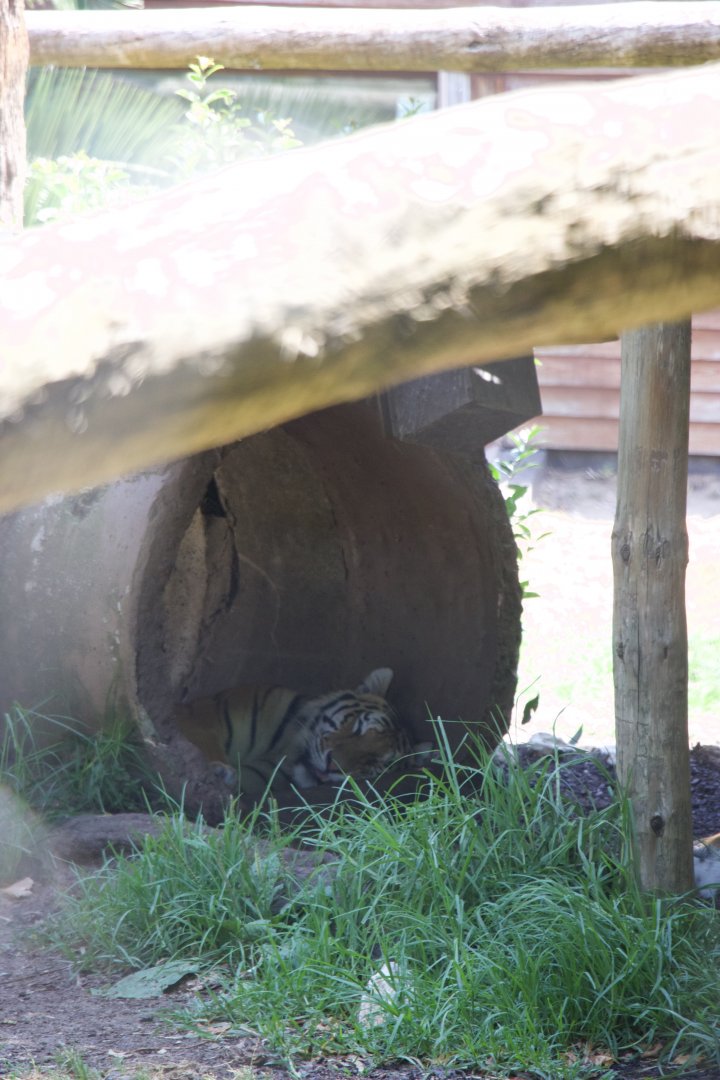 Sumatran Tiger