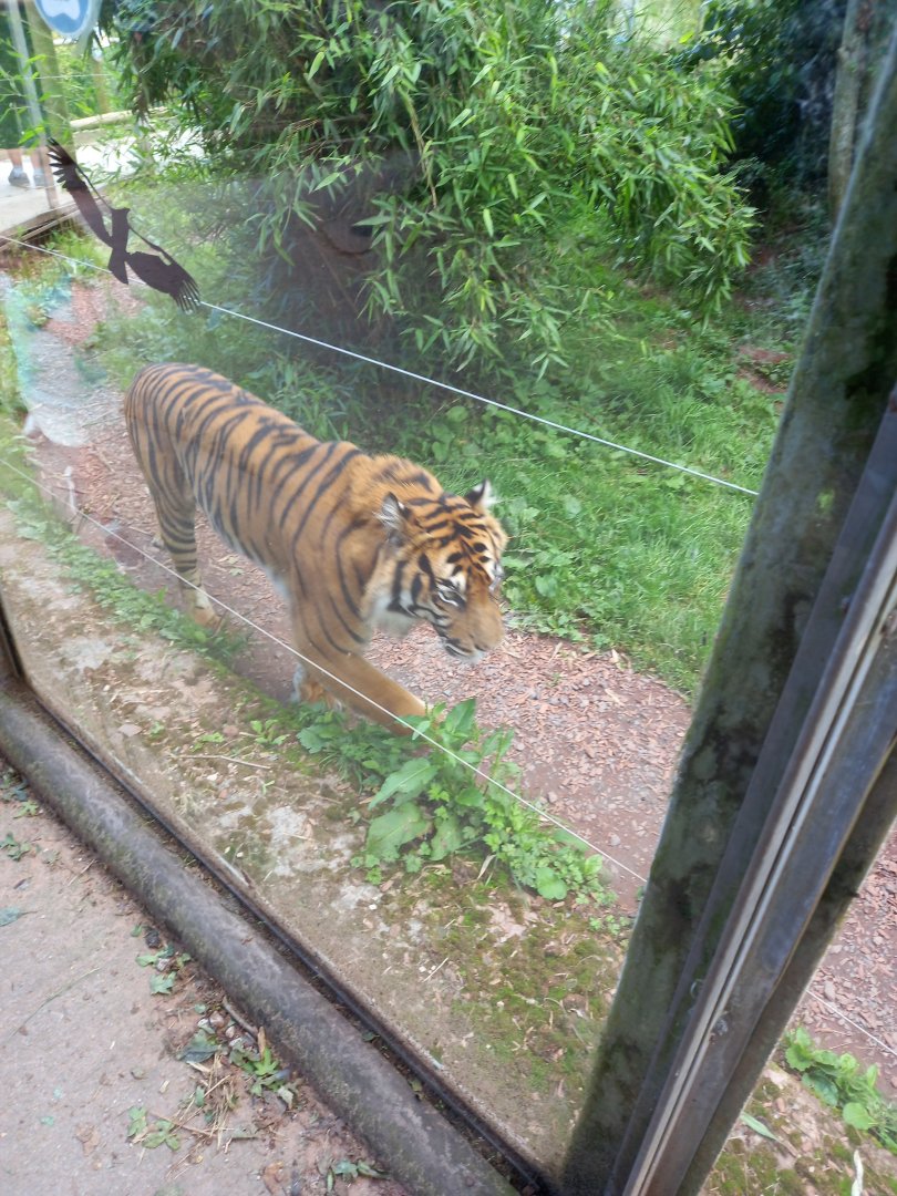 Sumatran Tiger