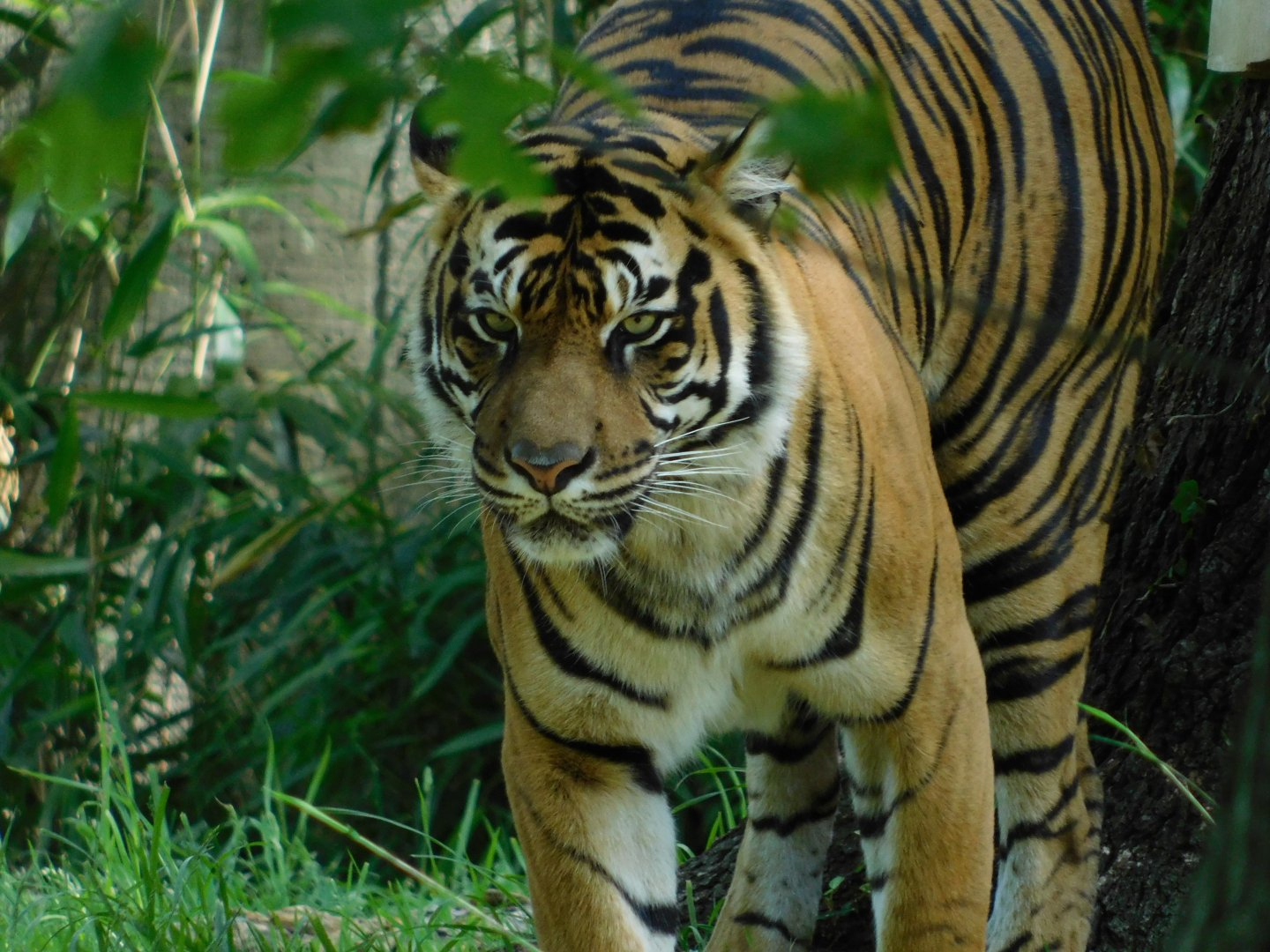 Sumatran Tiger