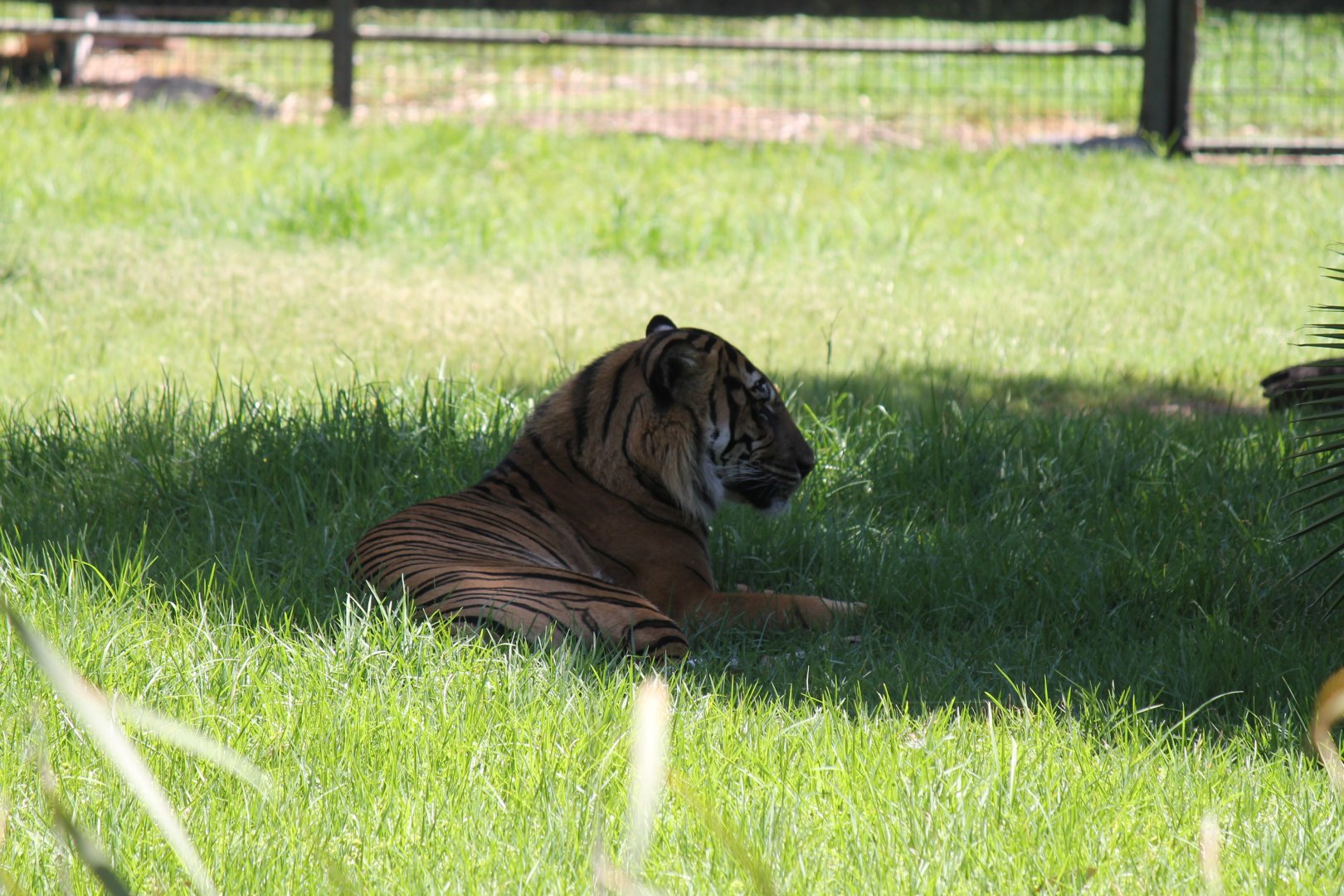 Sumatran Tiger