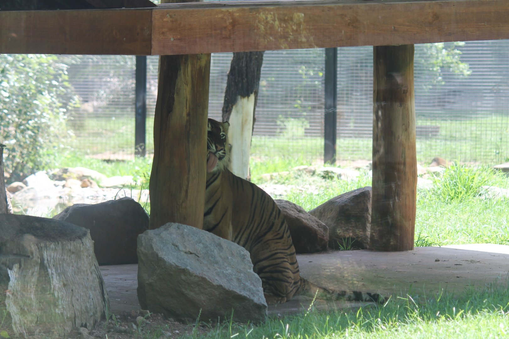 Sumatran Tiger