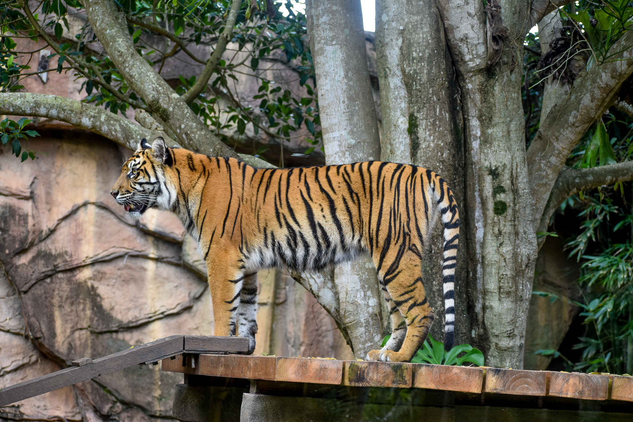 Sumatran Tiger