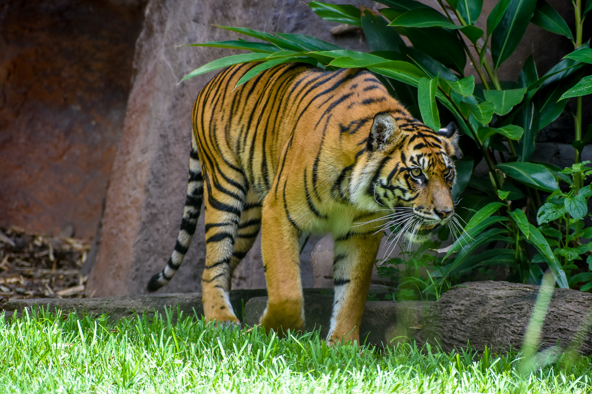 Sumatran Tiger