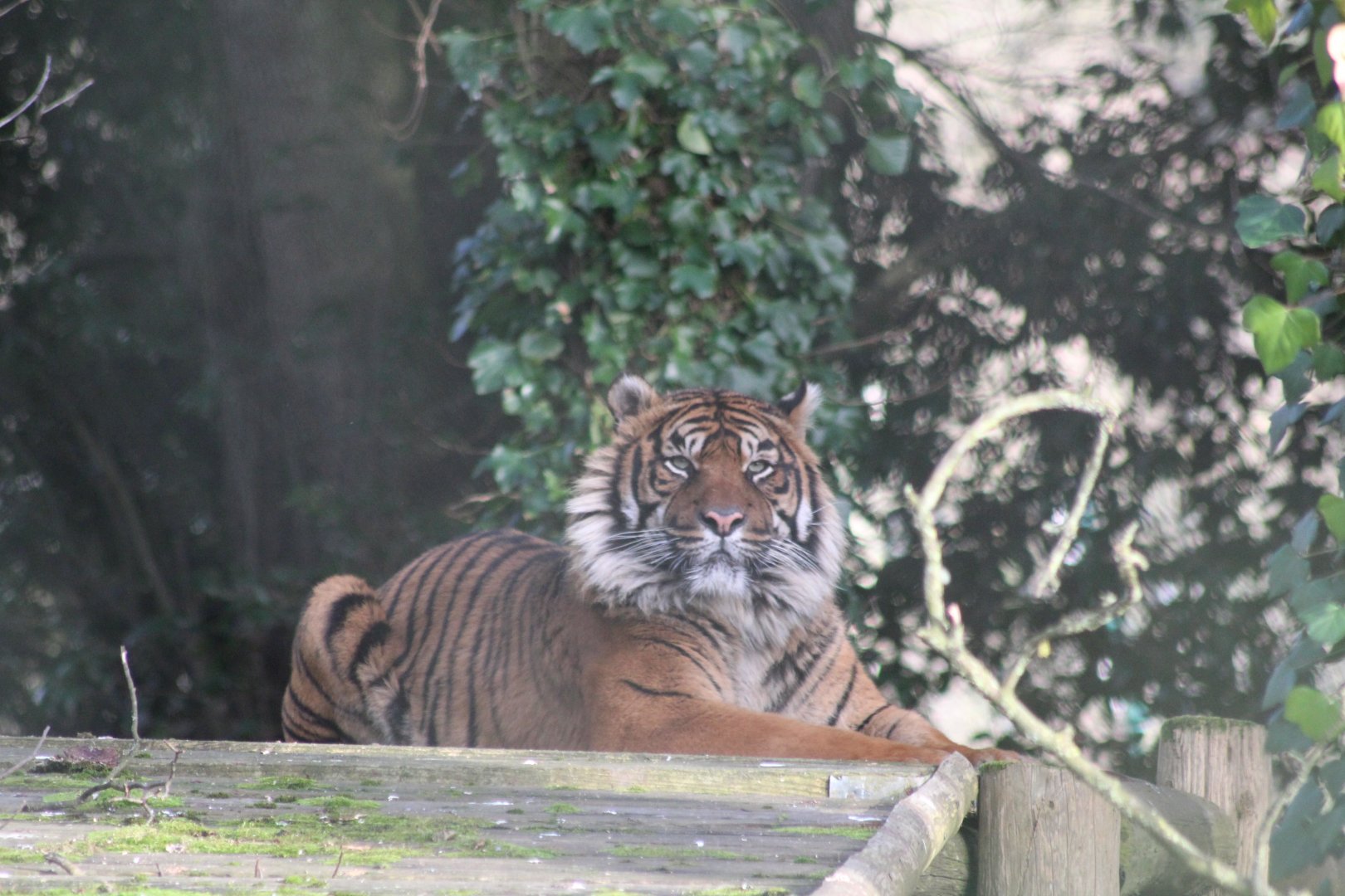 Sumatran tiger