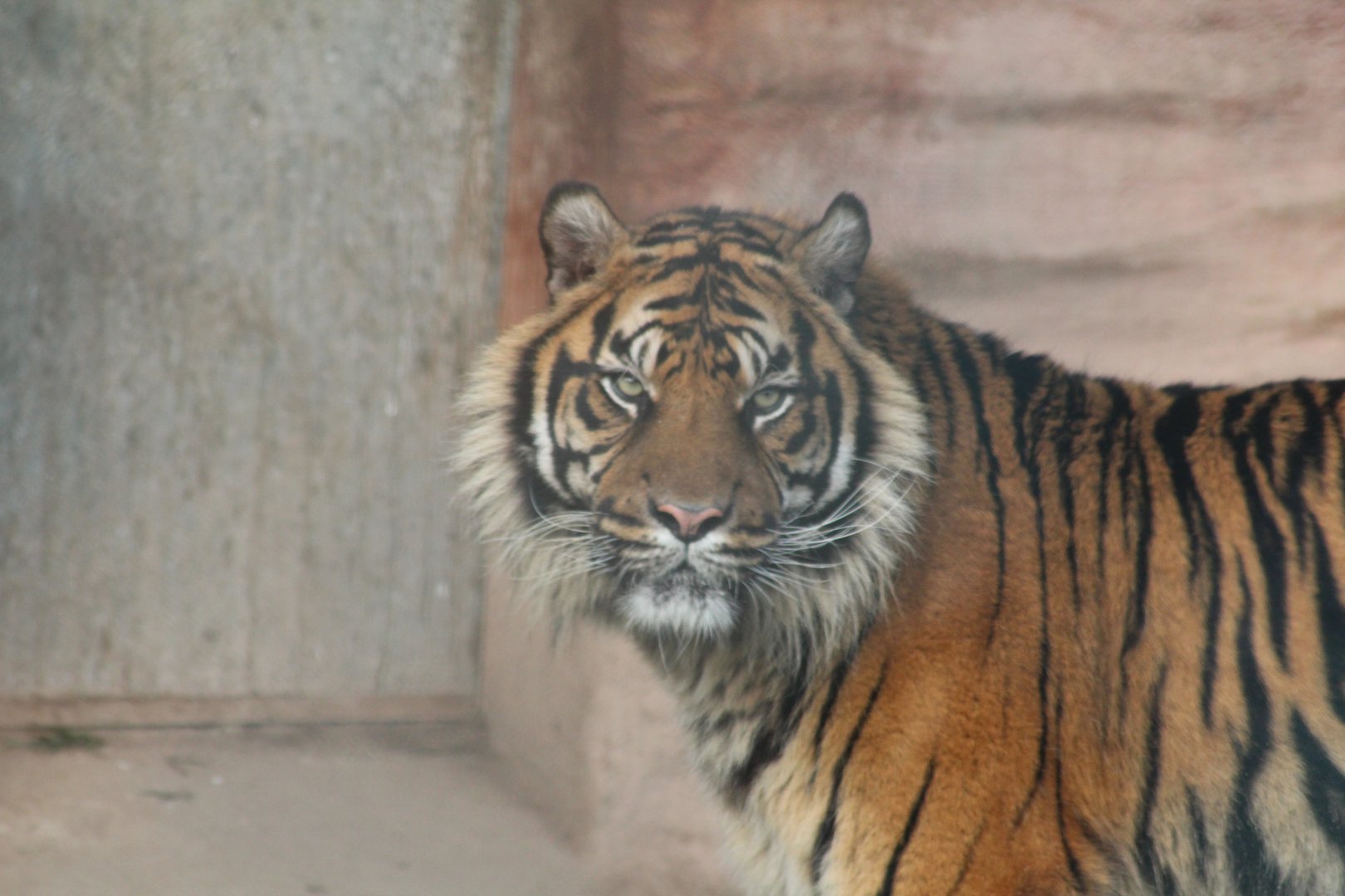 Sumatran tiger