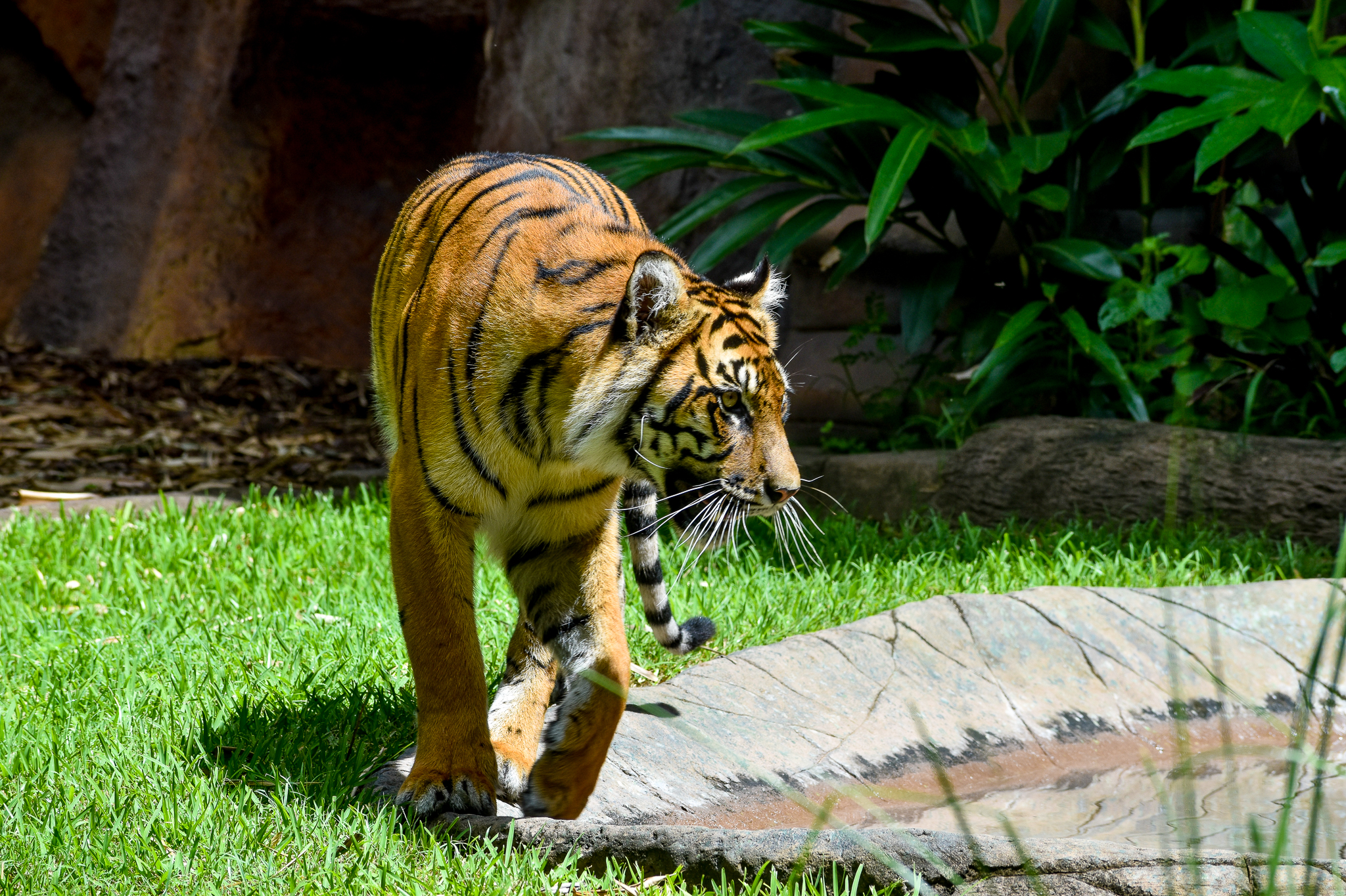 Sumatran Tiger