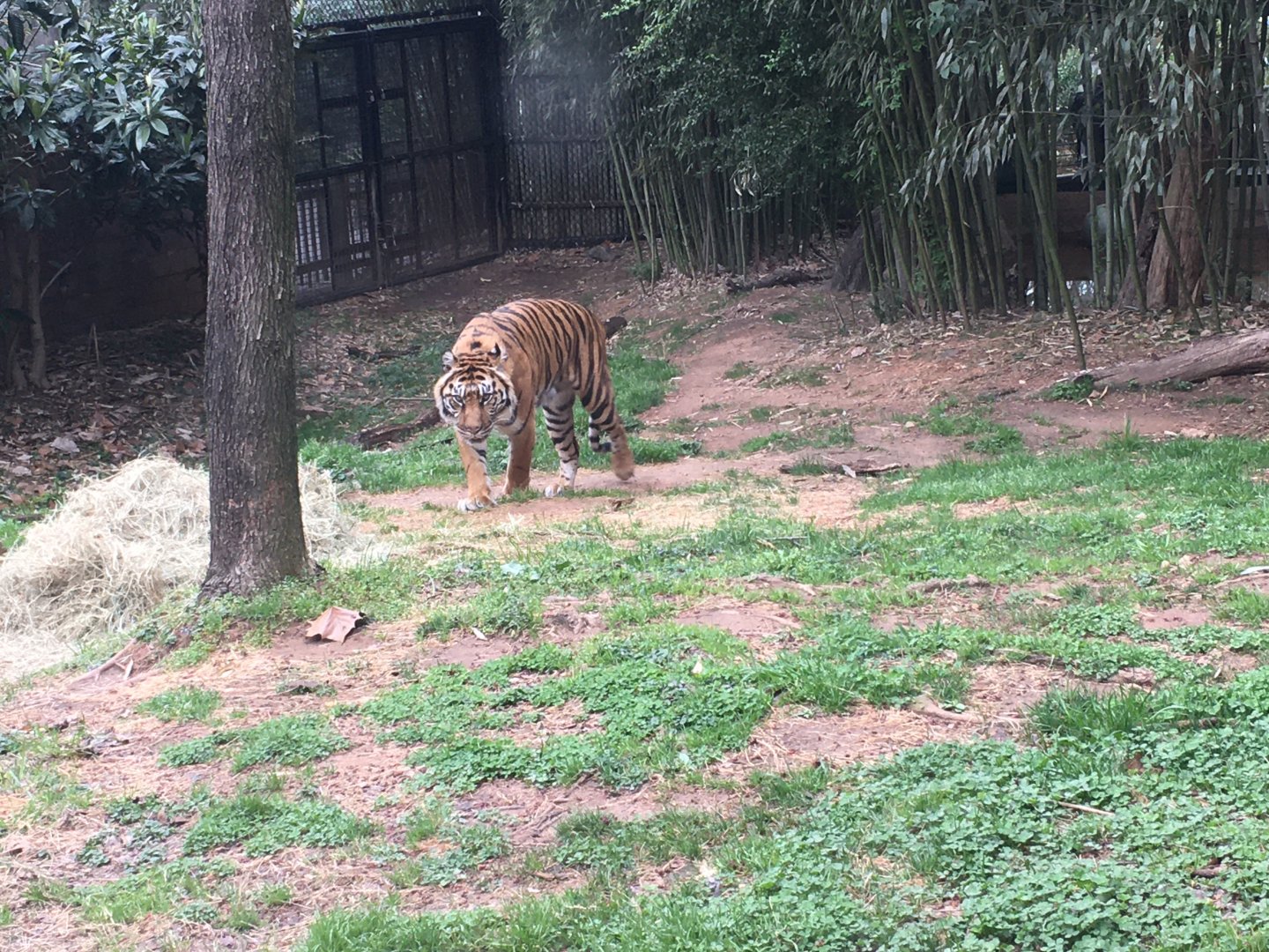 Sumatran tiger
