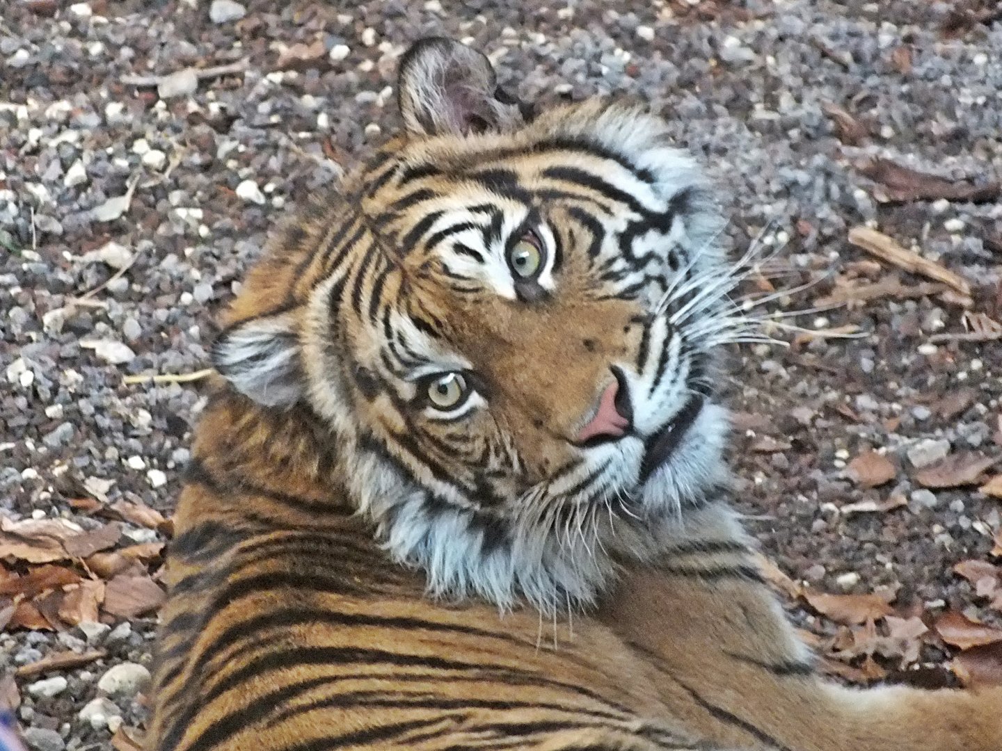 Sumatran tiger