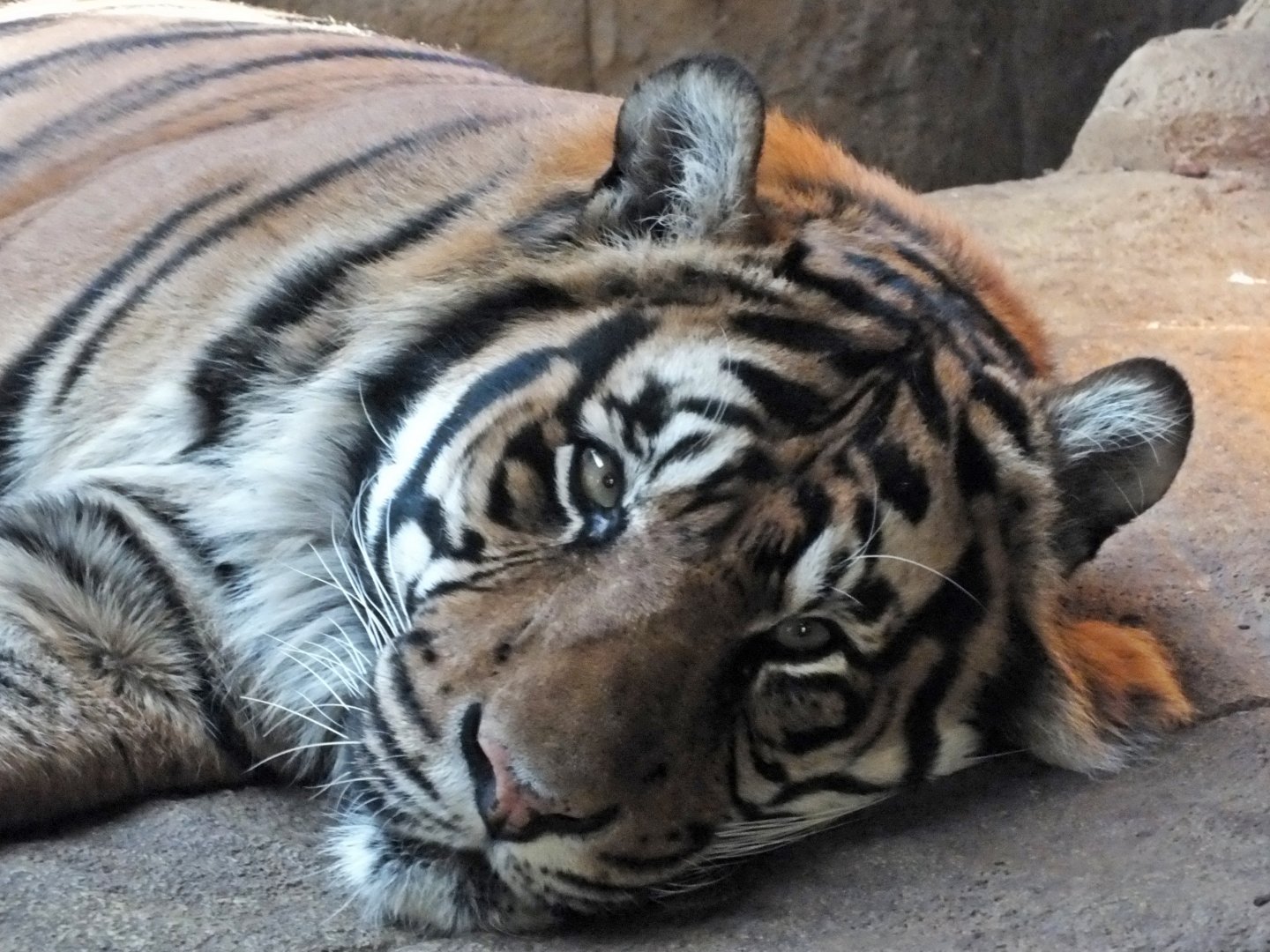 Sumatran tiger