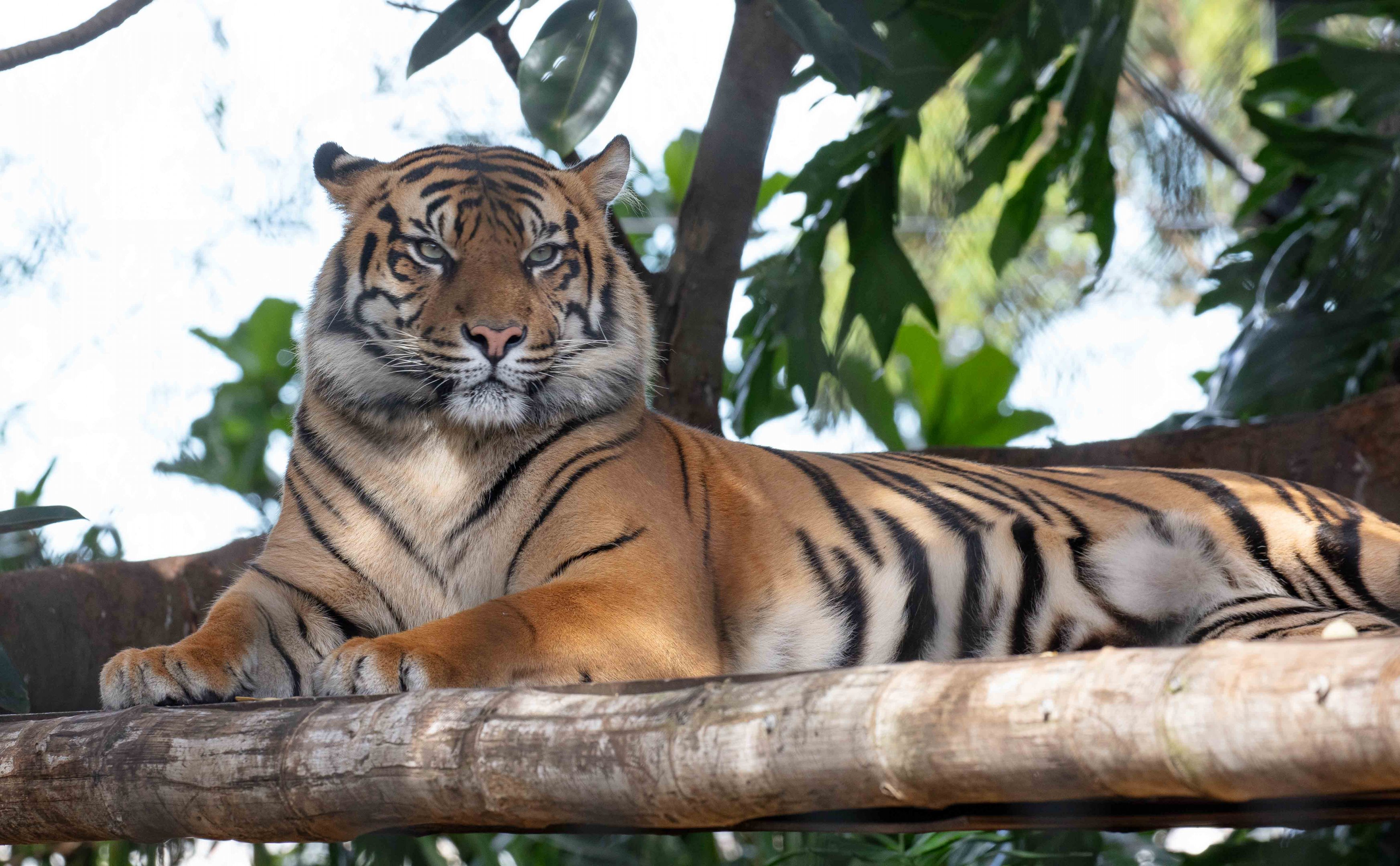 Sumatran Tiger