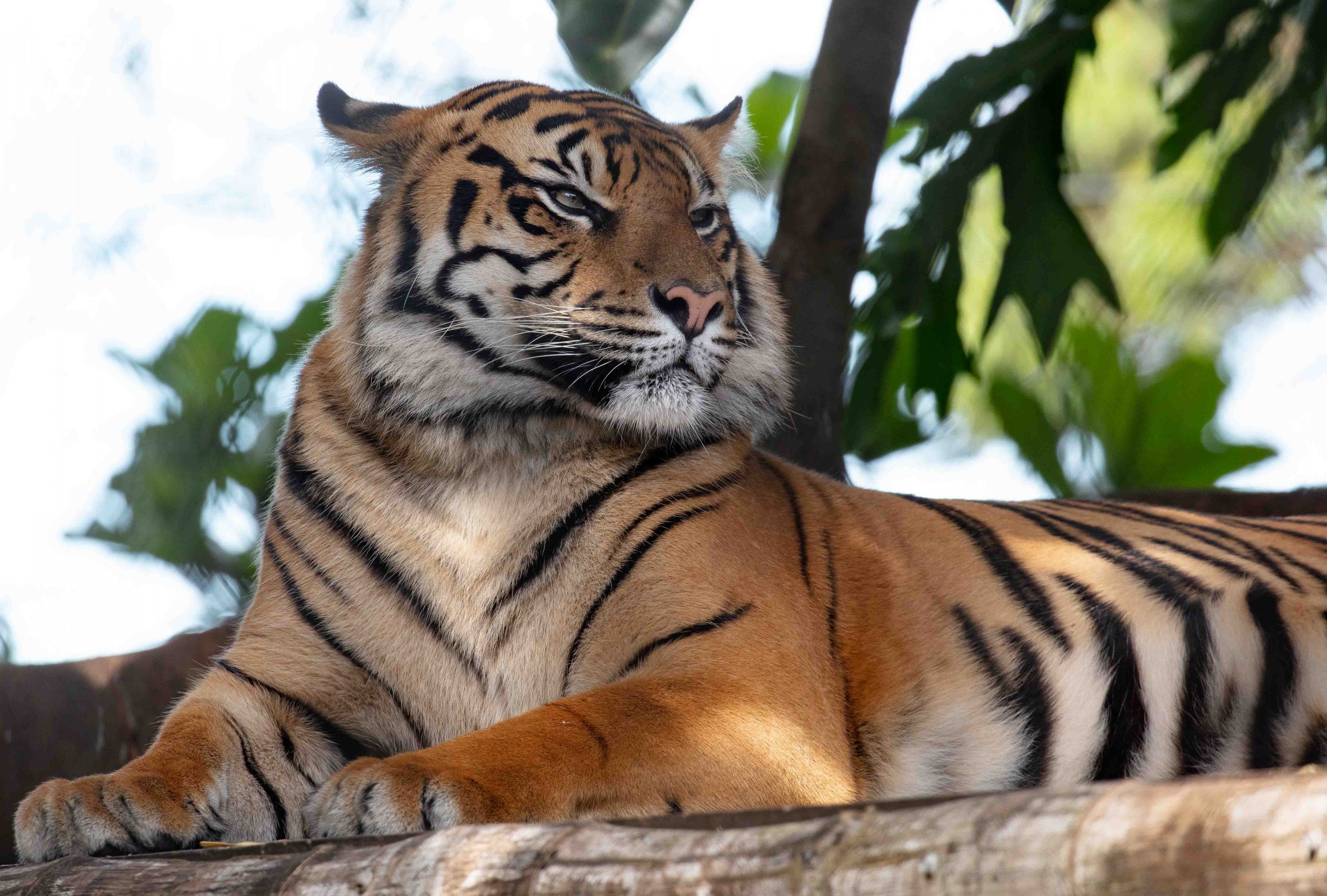 Sumatran Tiger